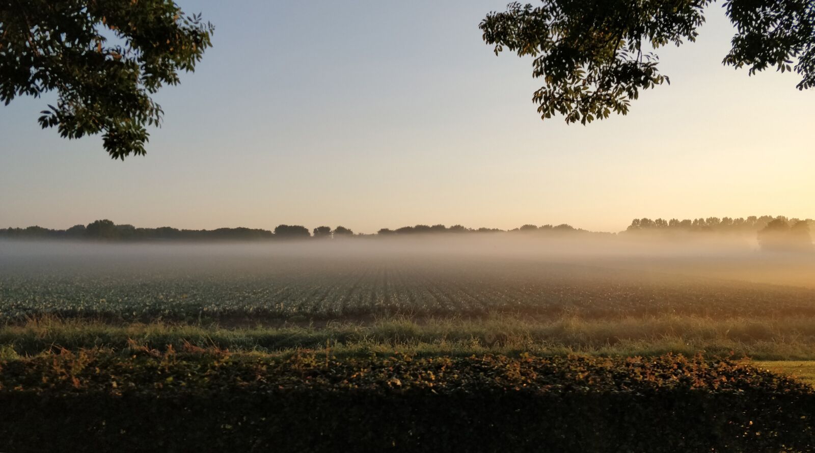 OnePlus 5 sample photo. Fog, air, pasture photography