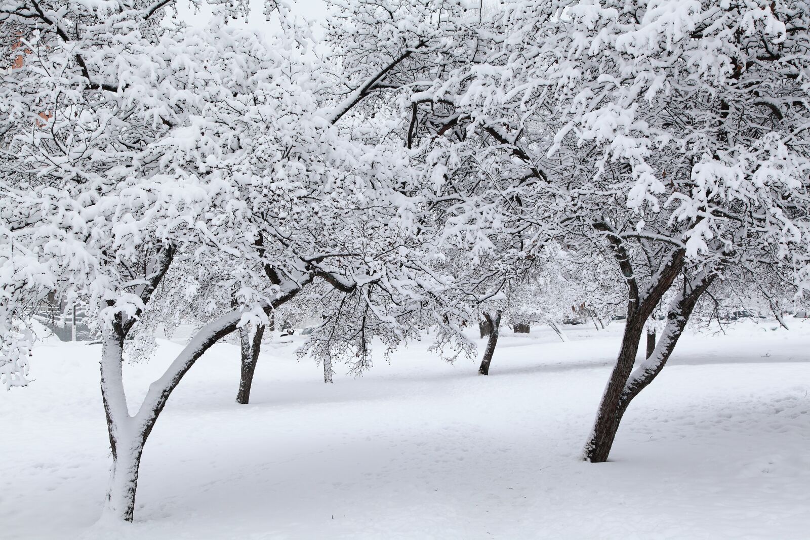 Canon EOS 5D Mark II sample photo. Russian winter, white snow photography