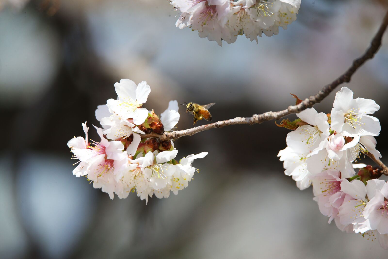Canon EOS-1D X sample photo. Honey, labor, flavor photography
