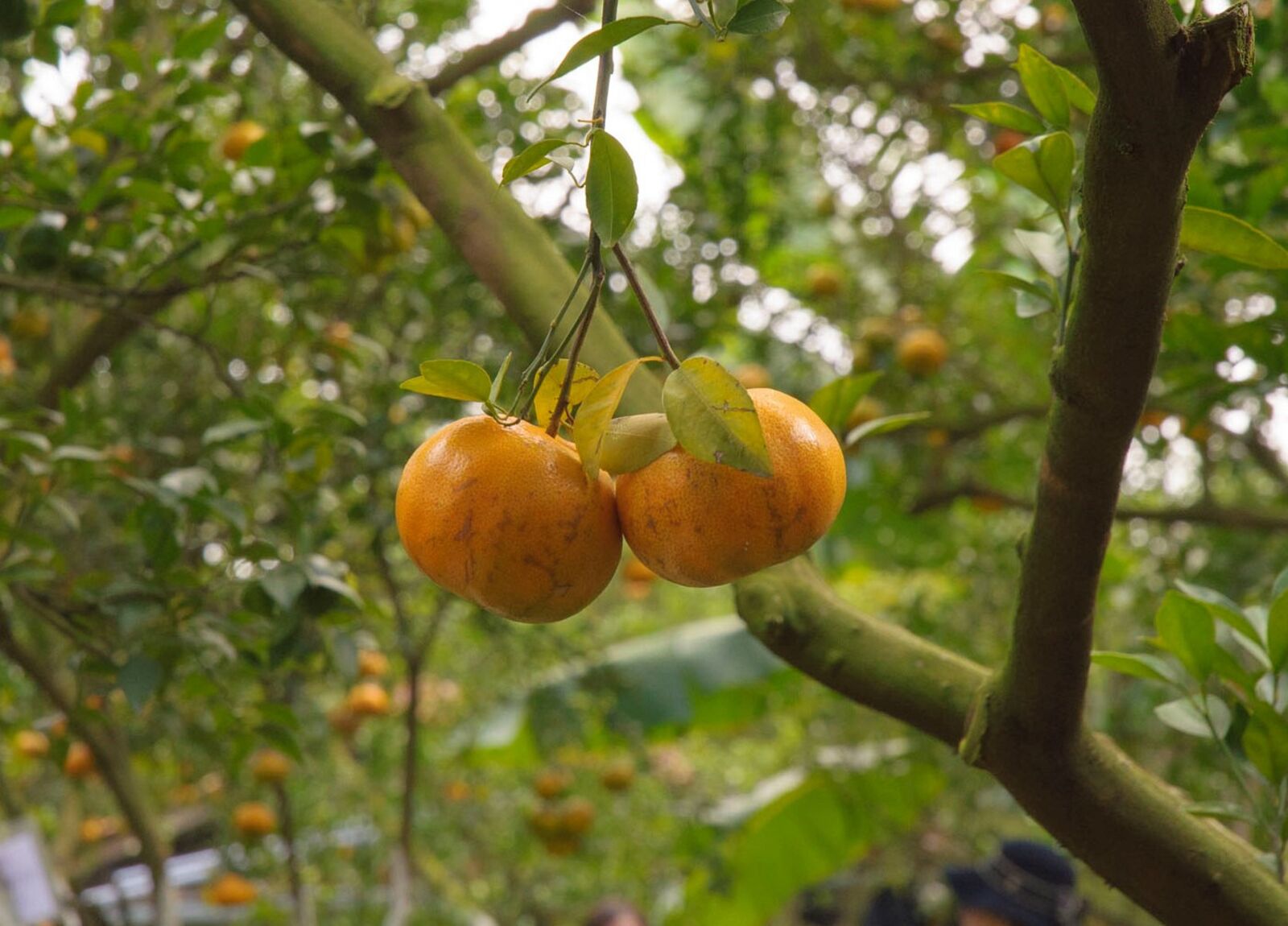 Nikon D90 sample photo. Mandarin, flower, juice photography