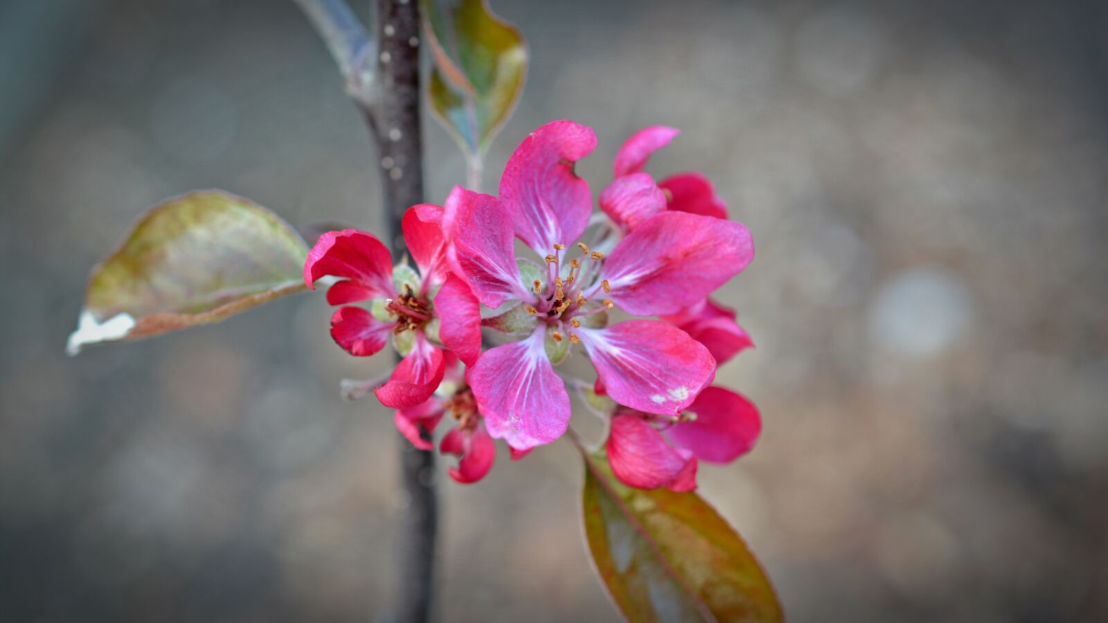 Nikon D5200 sample photo. Apple blossom, red flower photography