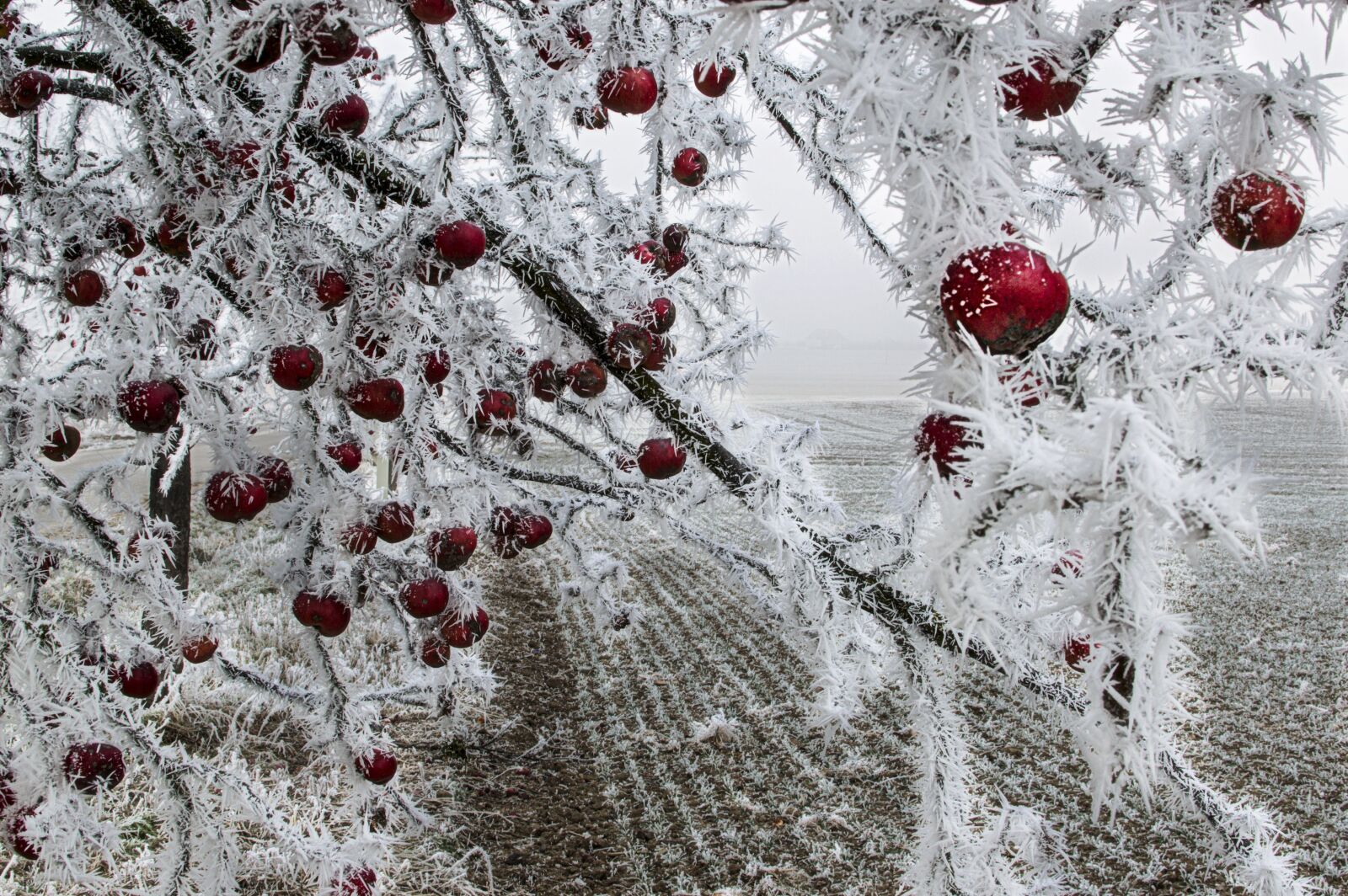Nikon D3200 sample photo. Apple, frozen, on a photography