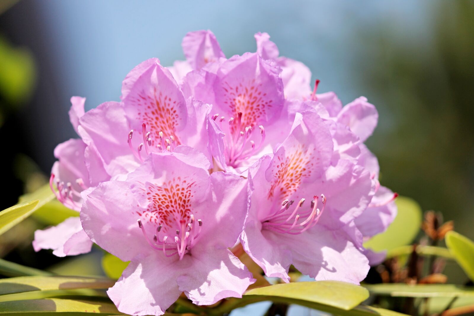 Canon EF-S 55-250mm F4-5.6 IS II sample photo. Rhododendron, blossom, bloom photography
