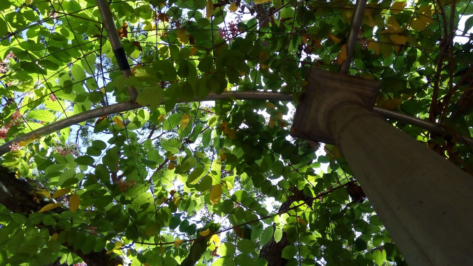 Lenovo VIBE X3 LITE sample photo. Nature, leaves, green photography