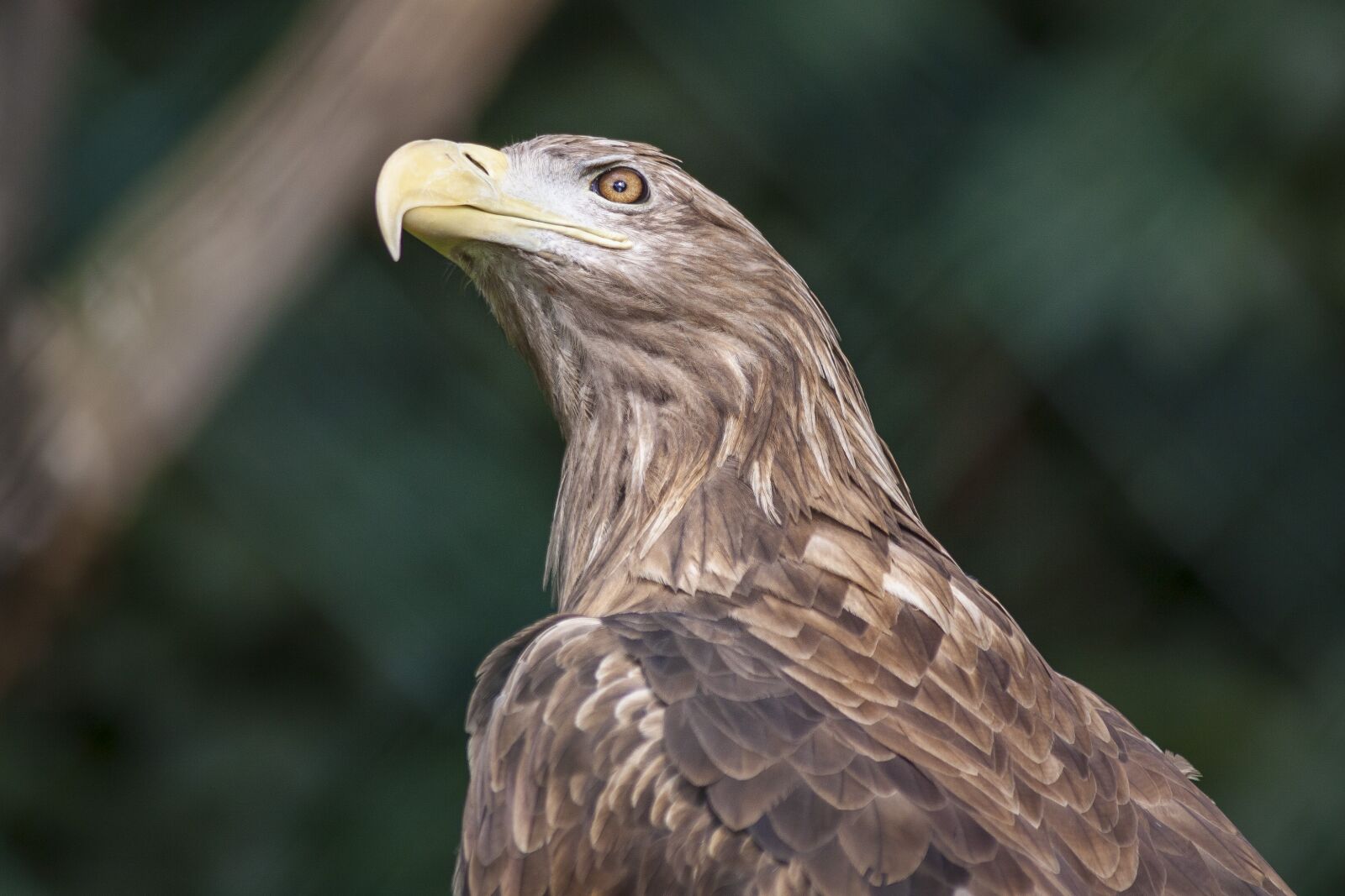 Canon EOS 50D sample photo. Berlin, zoo, adler photography