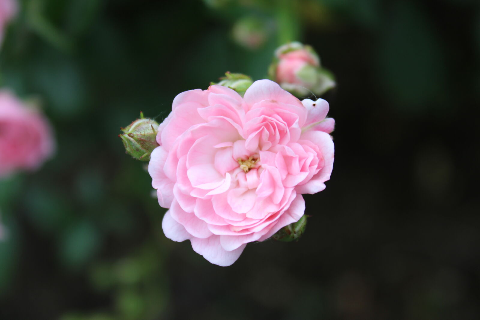 Canon EOS 600D (Rebel EOS T3i / EOS Kiss X5) sample photo. Nature, rose photography