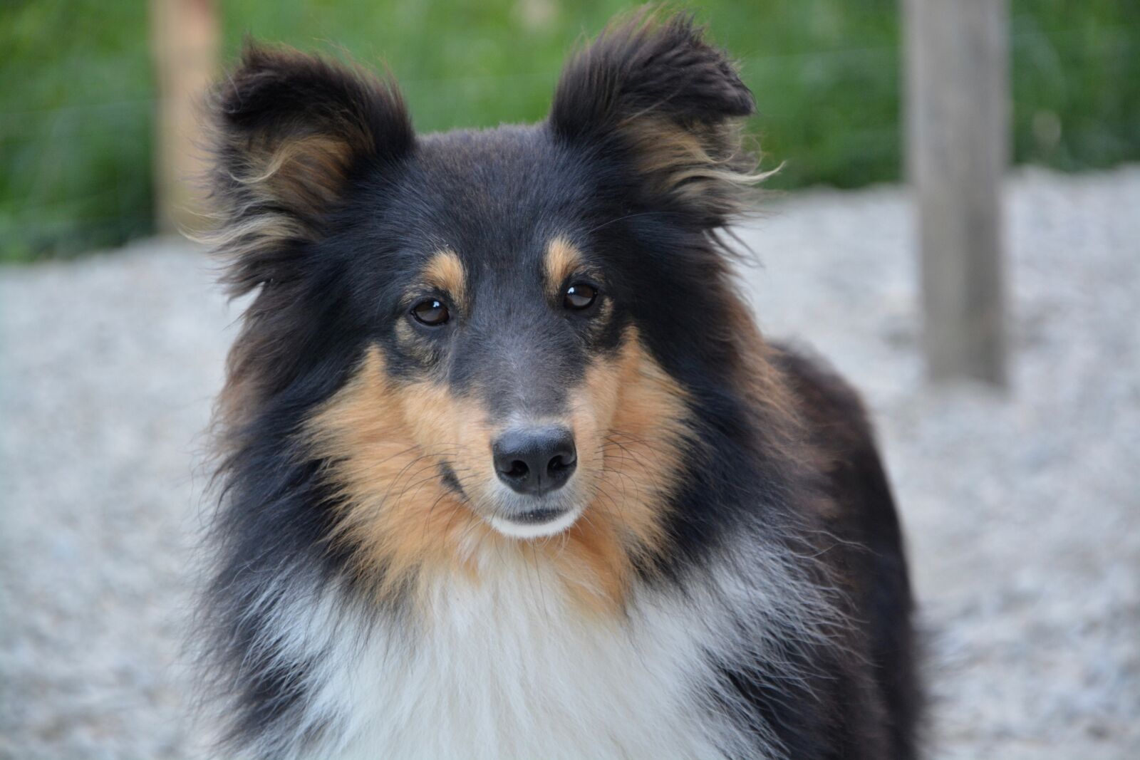 Nikon D5200 sample photo. Shepherd shetland, tricolor, male photography