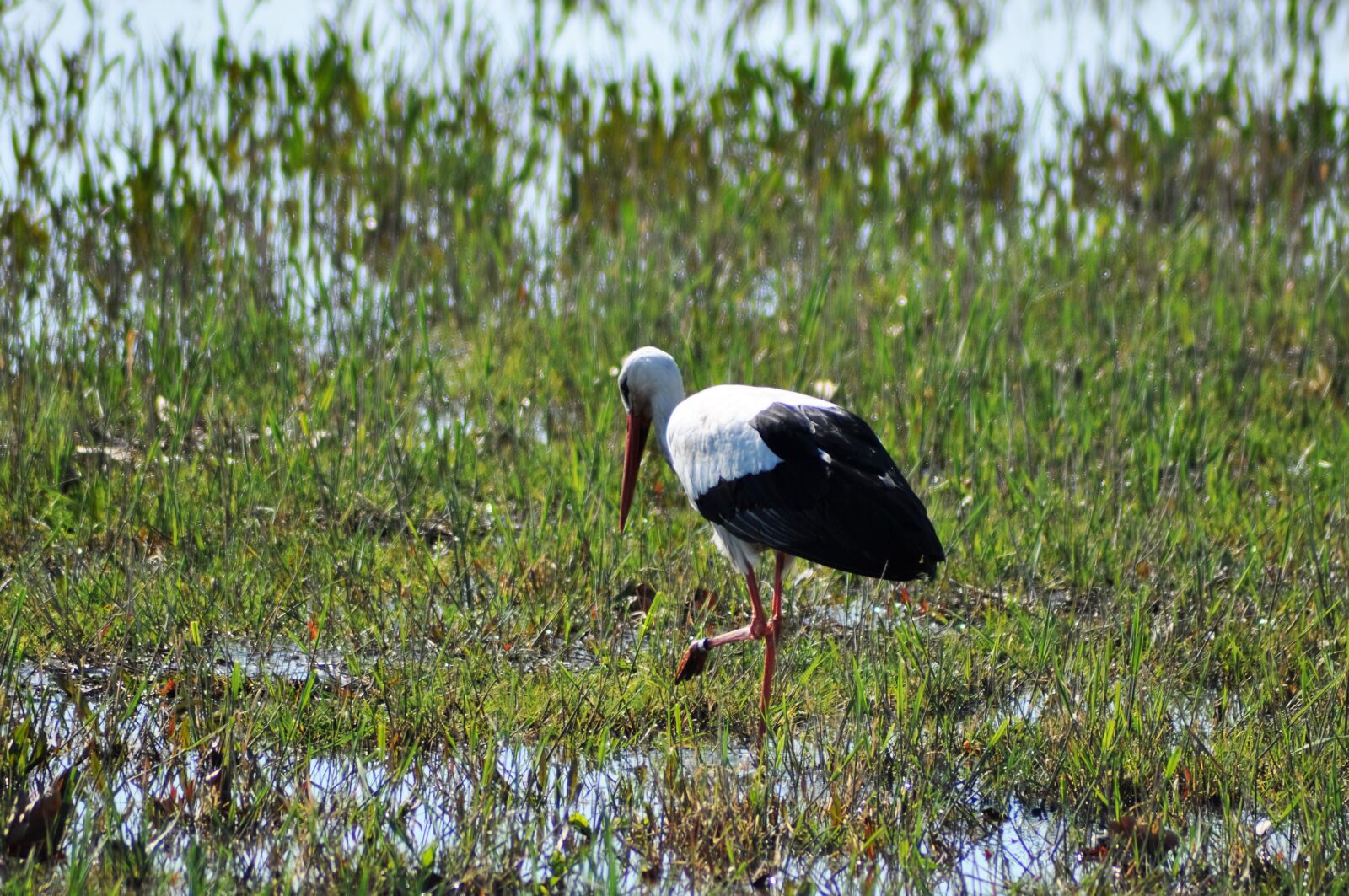 Nikon D90 sample photo. Stork, bird, rattle stork photography