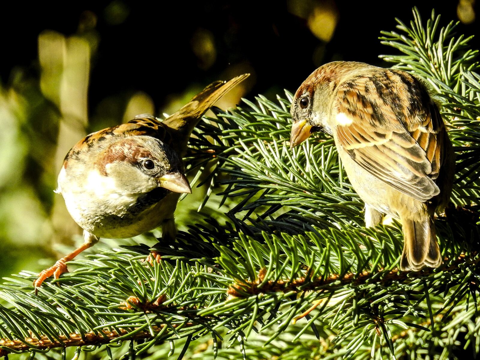 Nikon Coolpix P900 sample photo. House sparrow, sperling, bird photography