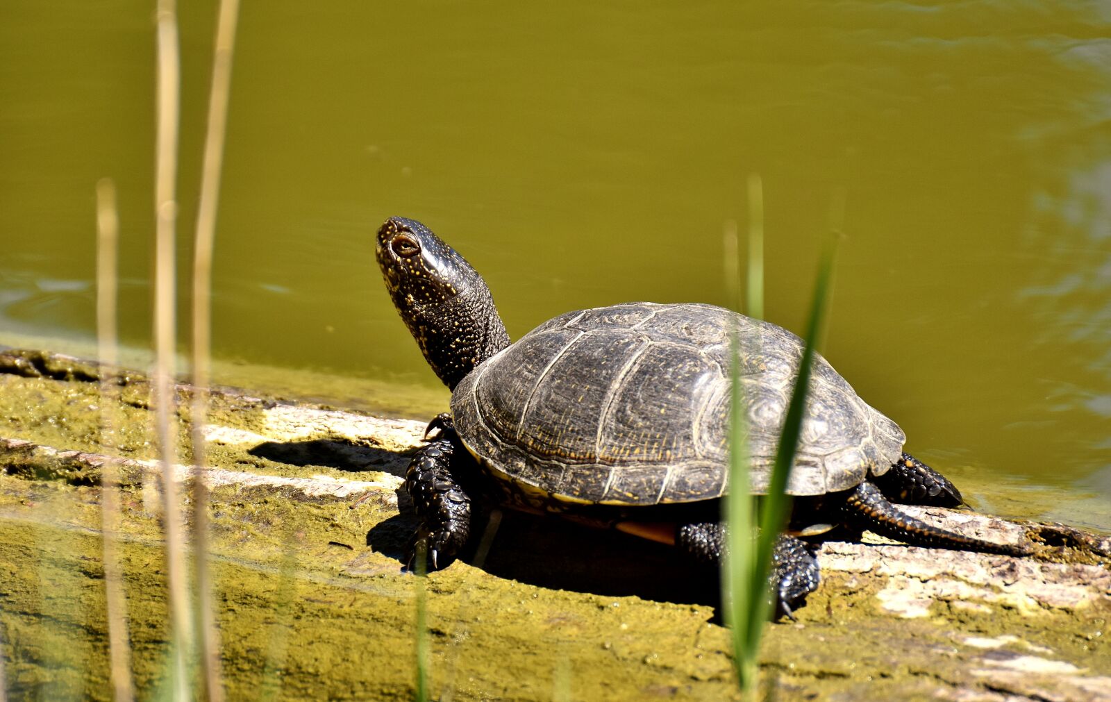 Nikon D7200 sample photo. Turtle, water turtle, animal photography
