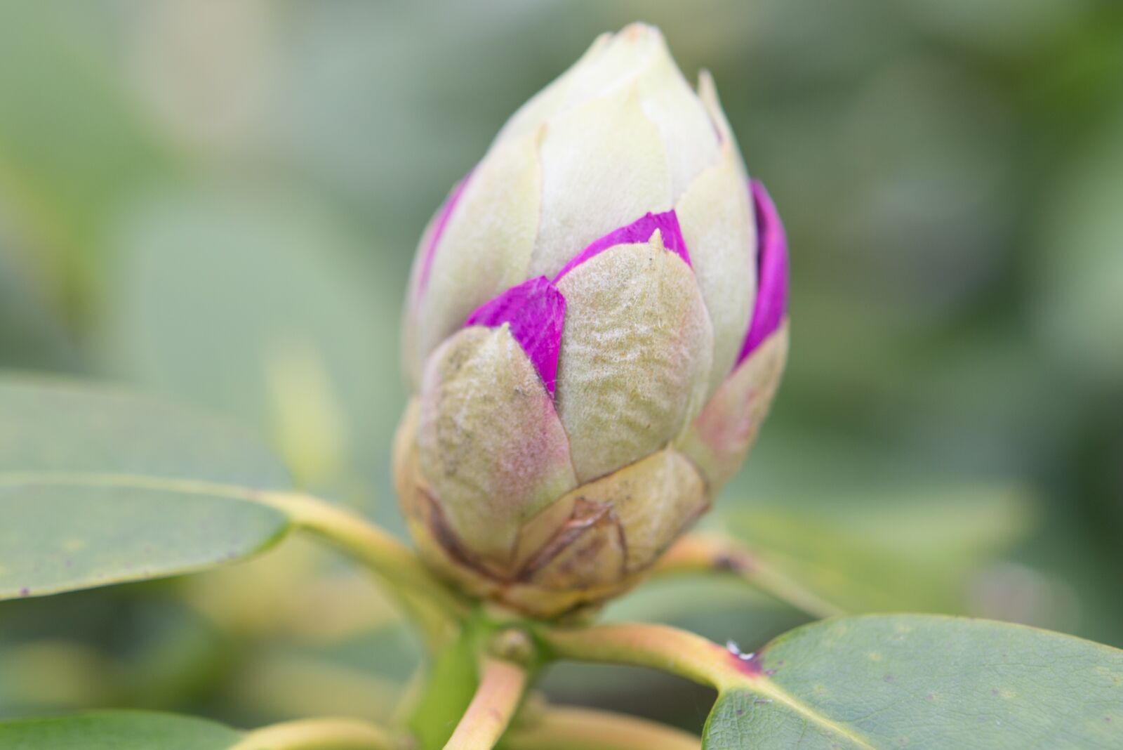 Nikon D600 sample photo. Flower, bud, floral photography