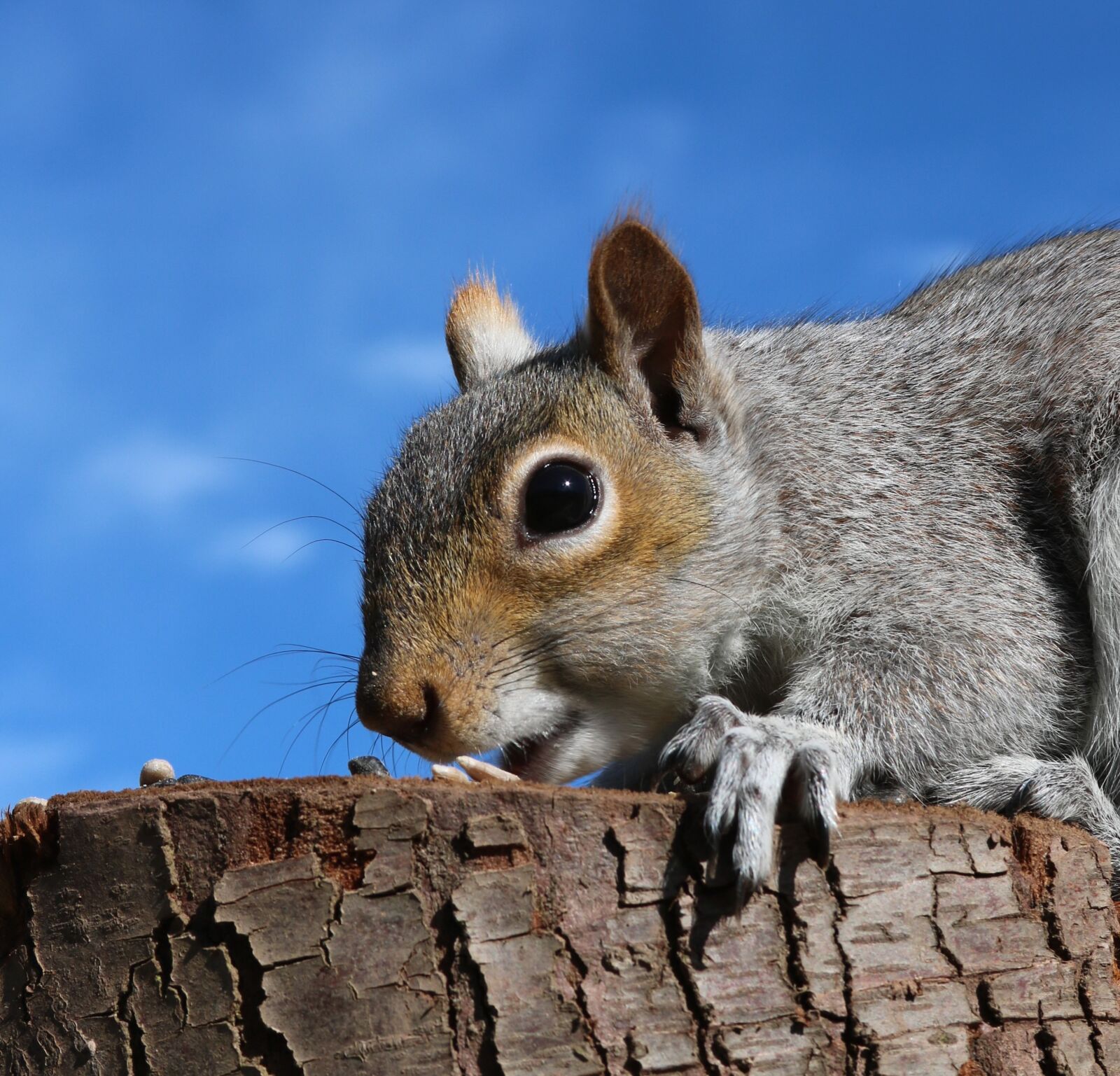 Canon EOS 750D (EOS Rebel T6i / EOS Kiss X8i) + Canon EF 28-135mm F3.5-5.6 IS USM sample photo. Squirrel, grey squirrel, feeding photography