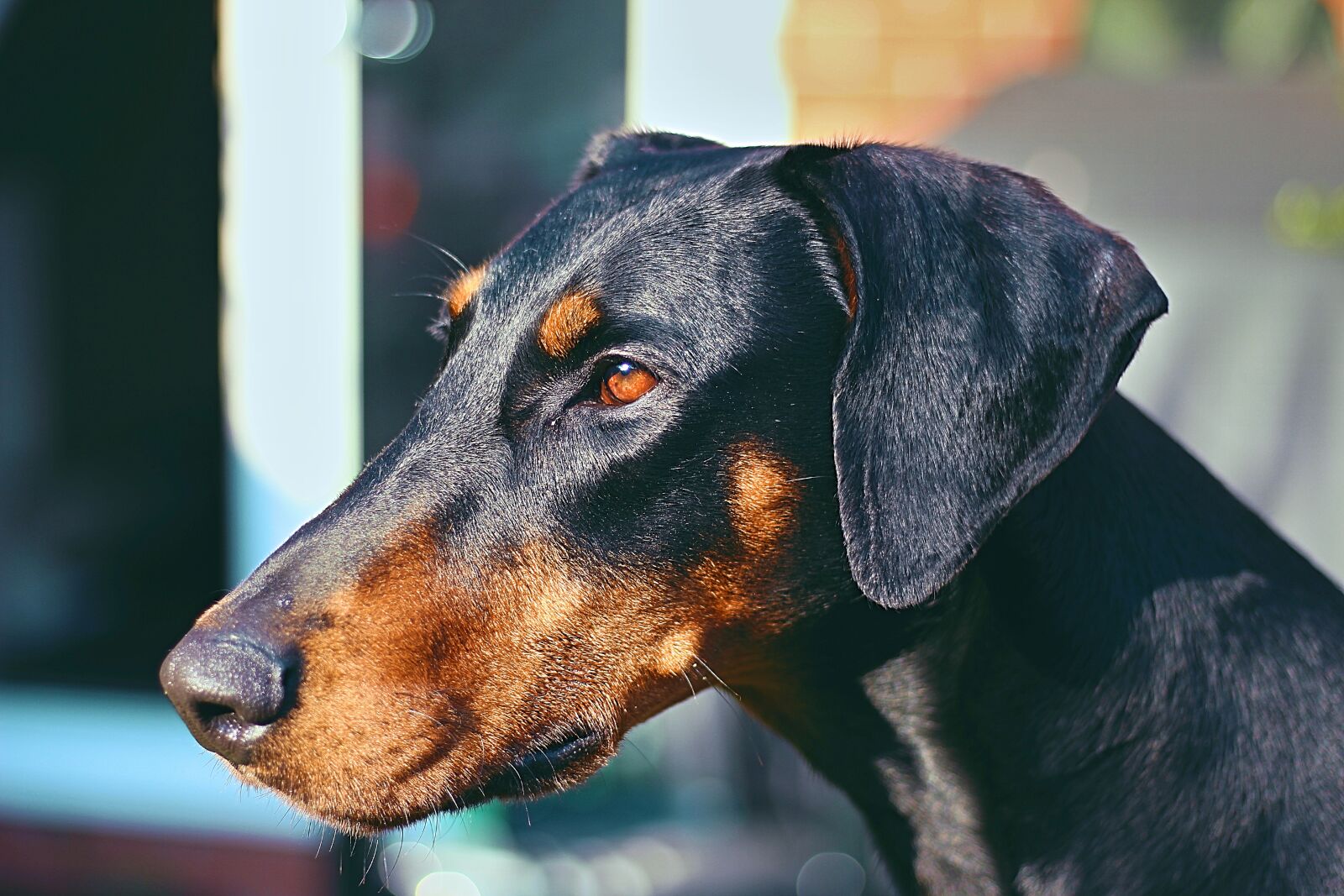 Canon EOS 700D (EOS Rebel T5i / EOS Kiss X7i) + Canon EF 50mm F1.8 STM sample photo. Dog, dog, head photography
