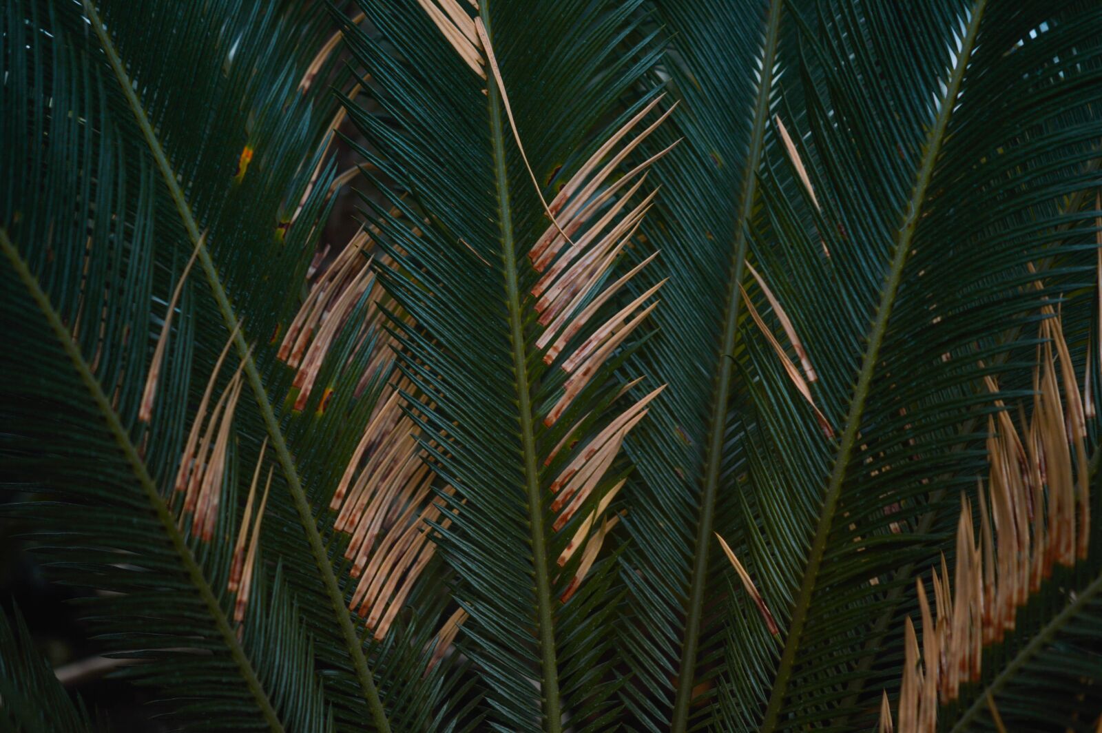 Nikon D3200 sample photo. Leaves, pants, tropical photography