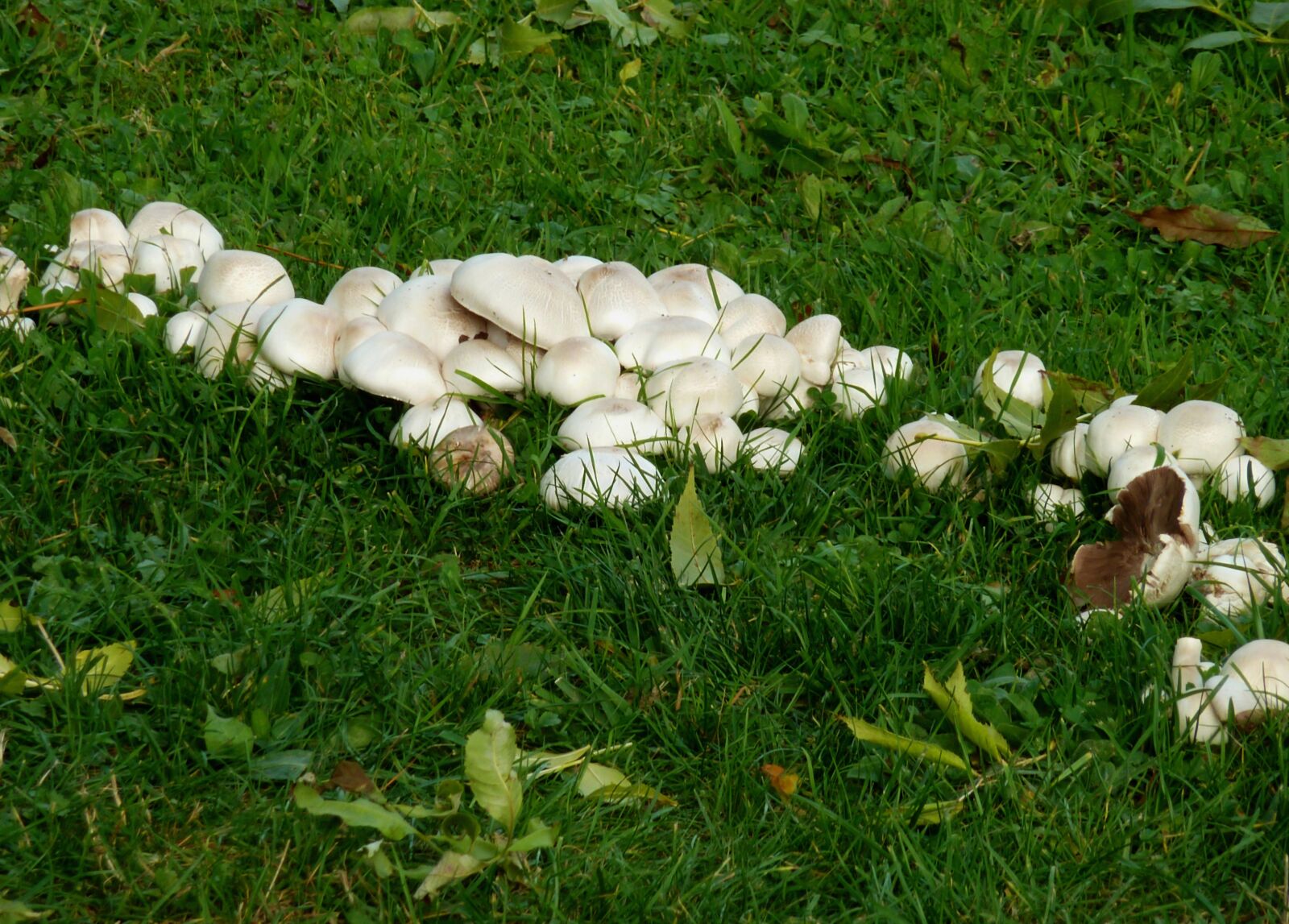 Panasonic DMC-TZ7 sample photo. Mushrooms, autumn, nature photography