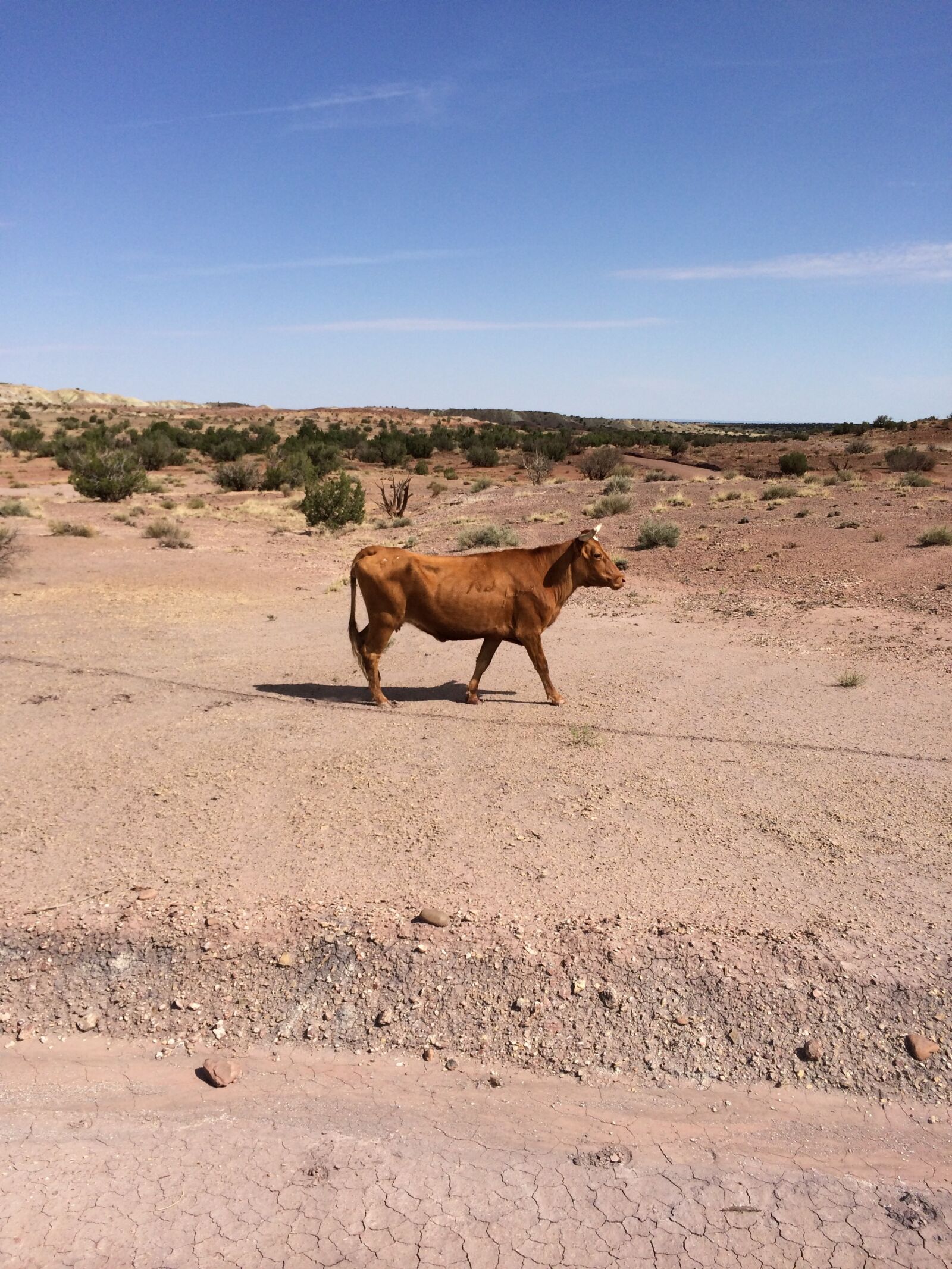 iPhone 5s back camera 4.12mm f/2.2 sample photo. Cow, cattle, desert photography