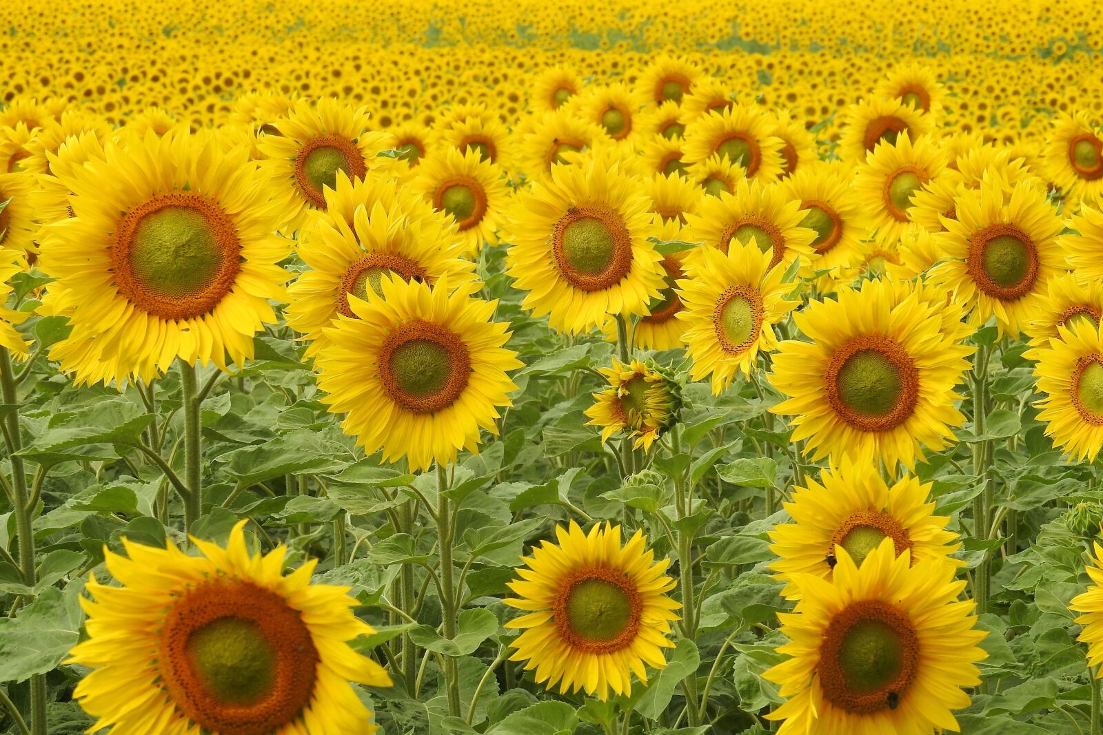 Nikon Coolpix P900 sample photo. Sunflower, blossom, bloom photography