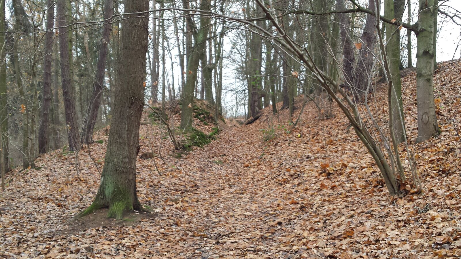 Samsung Galaxy S4 sample photo. Forest, leaves, autumn photography