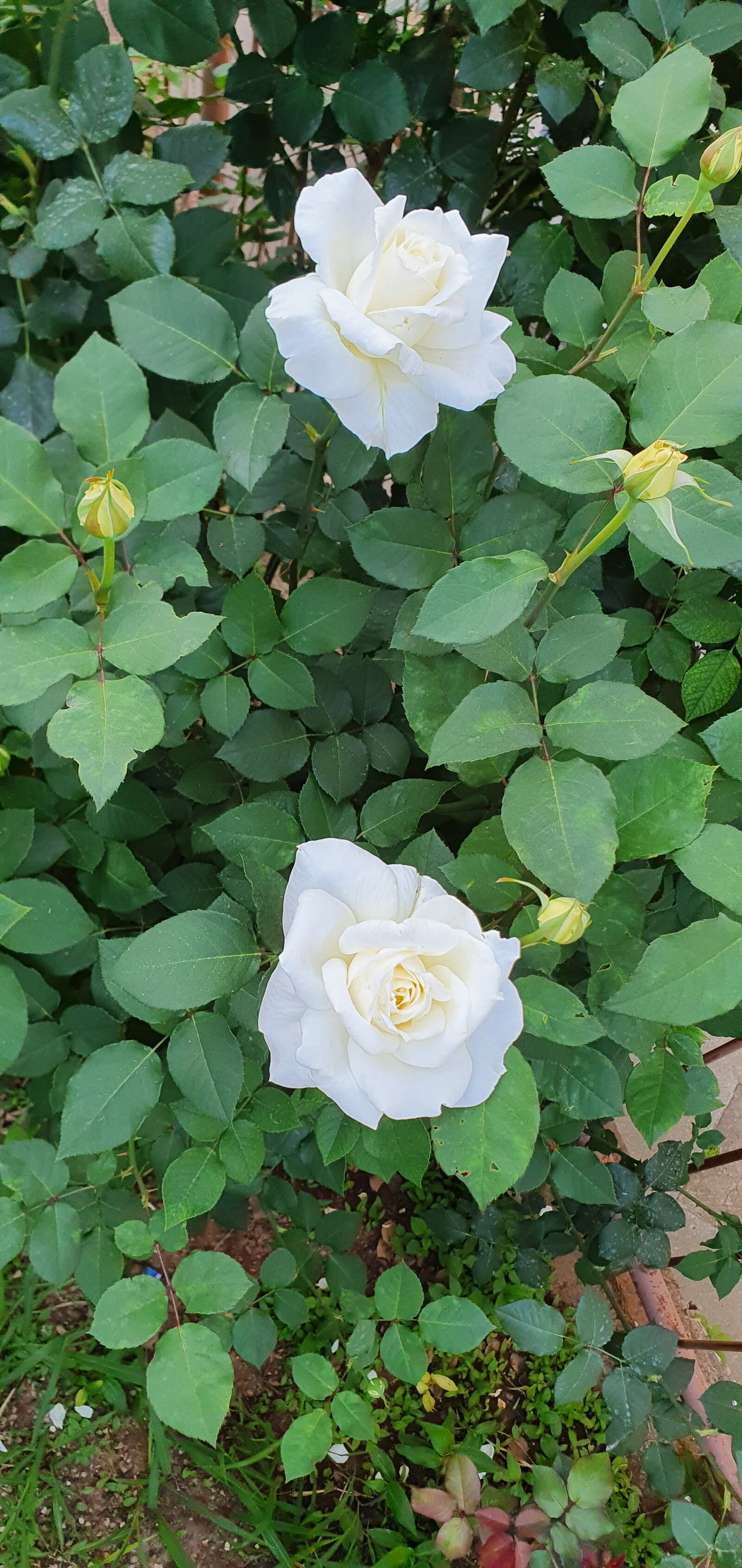 Samsung Galaxy S10e sample photo. Roses, flowers, flower photography