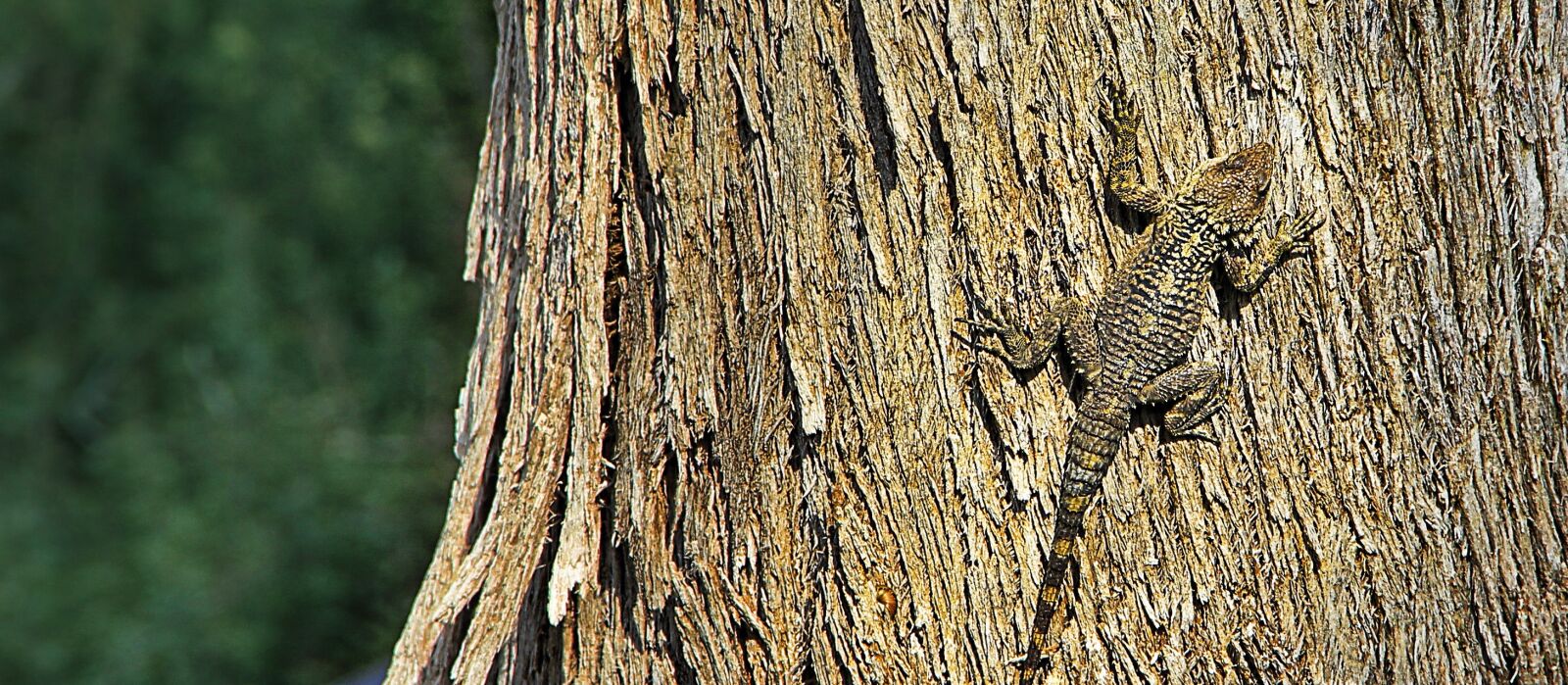 Canon EOS 550D (EOS Rebel T2i / EOS Kiss X4) sample photo. Lizard, camouflage, bark photography