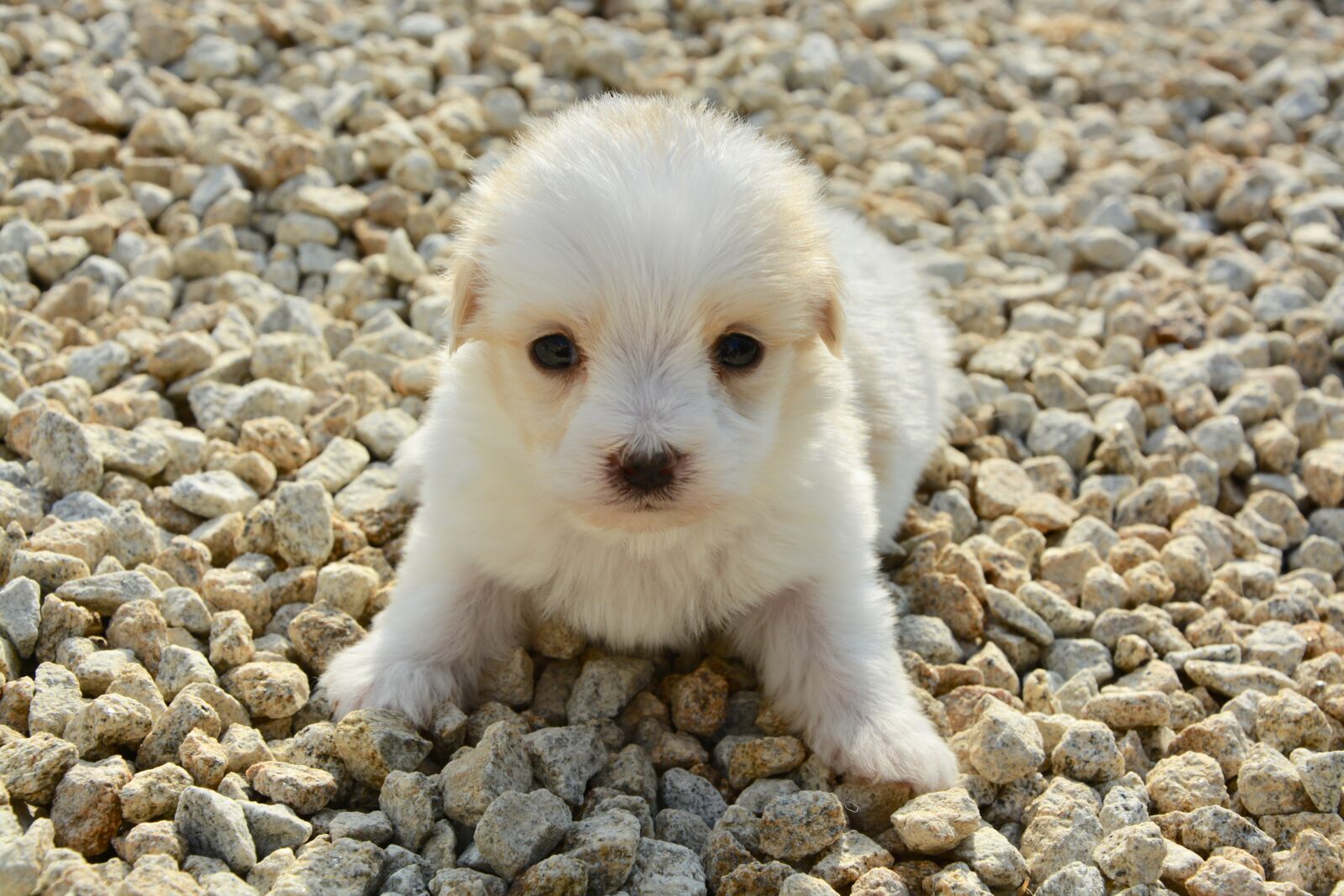 Nikon D5200 sample photo. Cotton tulear, age one photography