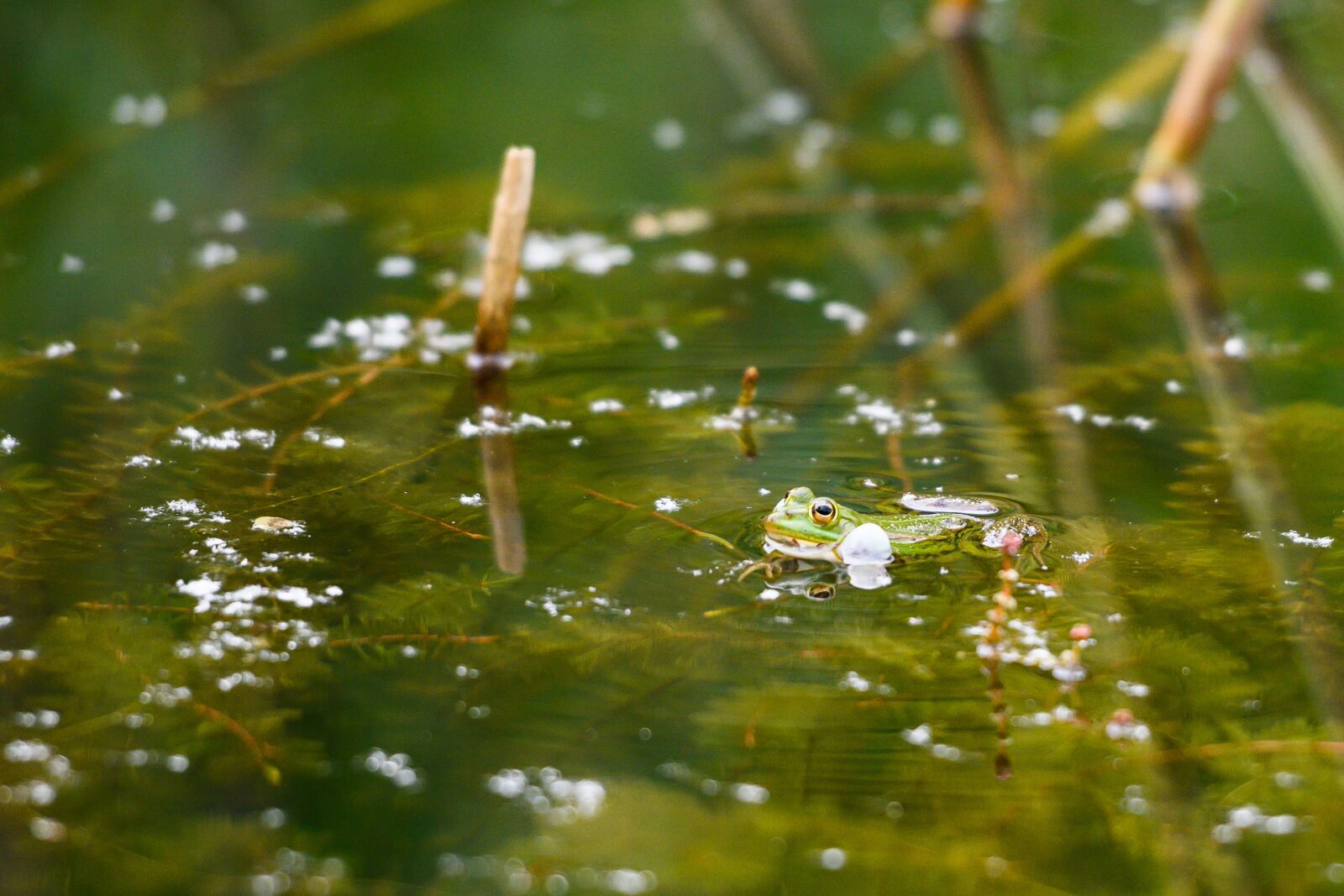 Nikon Z7 sample photo. Water frog, croaking, sound photography