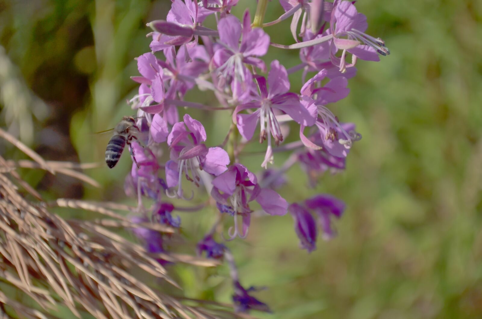 Nikon D5100 sample photo. Nature, bee, insect photography