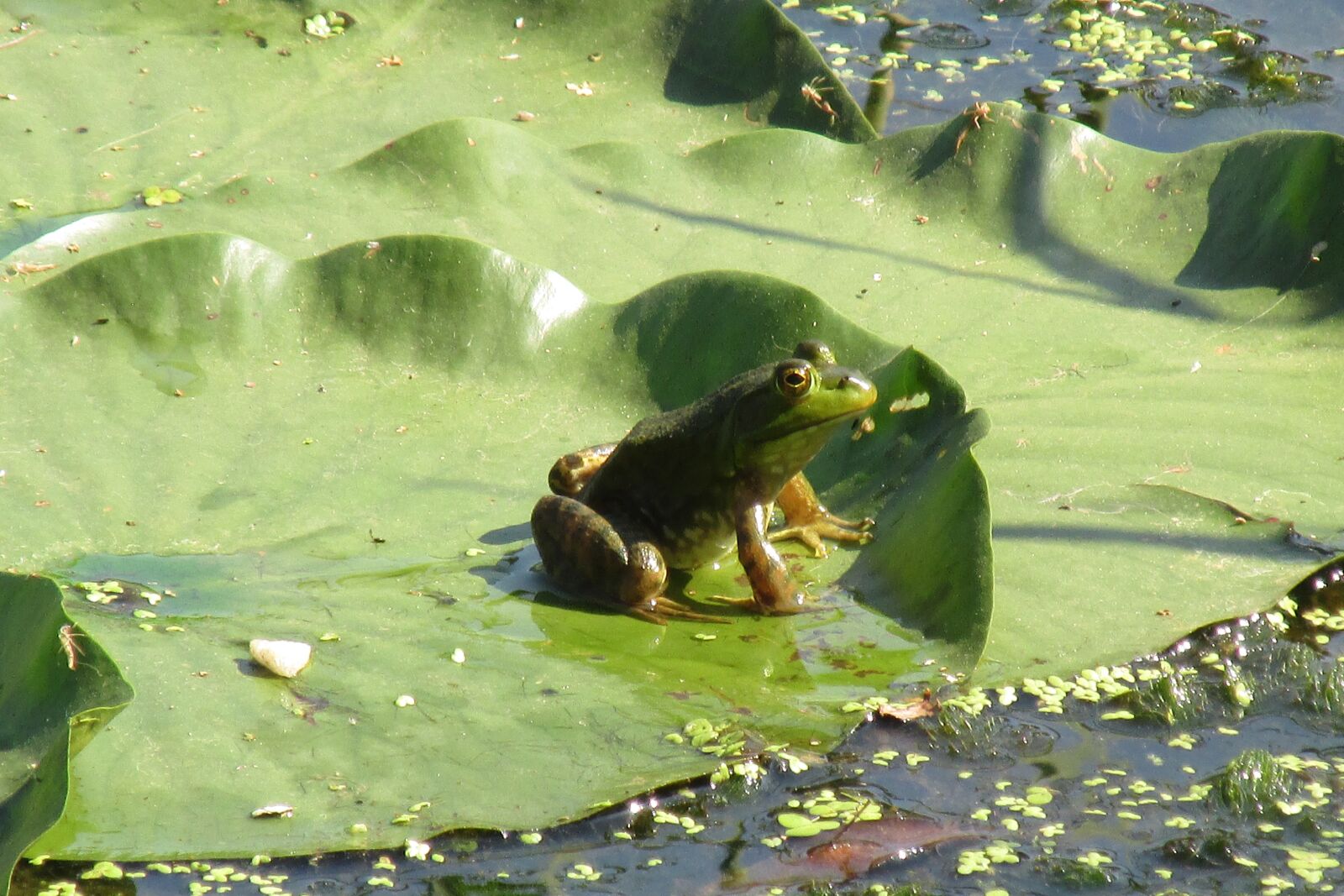 Лягушка в пруду