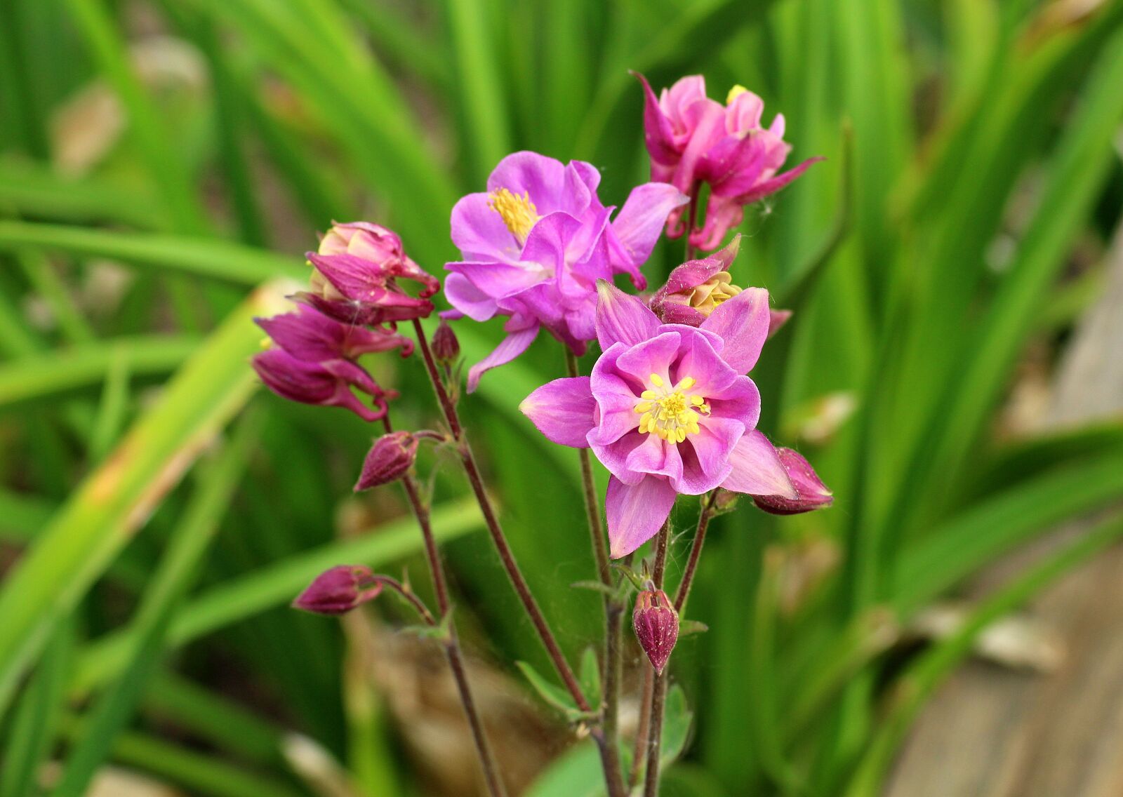 Canon EOS 1200D (EOS Rebel T5 / EOS Kiss X70 / EOS Hi) sample photo. Orlik, flower, spring photography