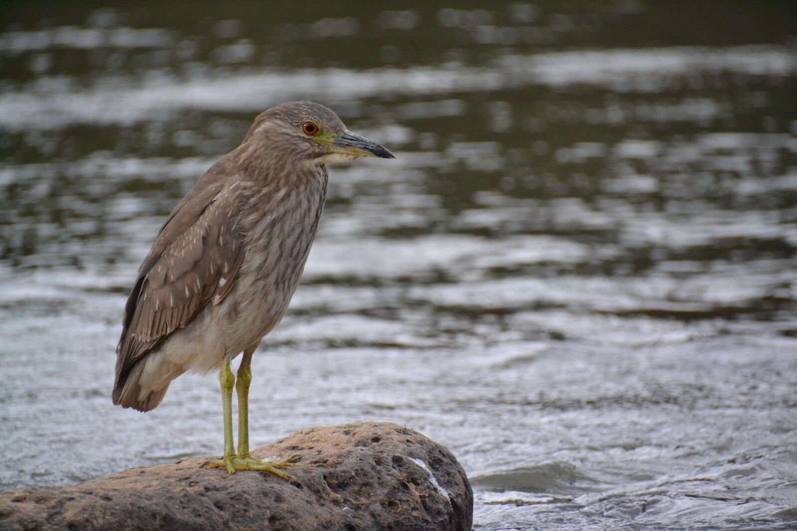 Nikon D3100 sample photo. Birdie, rio, stone photography
