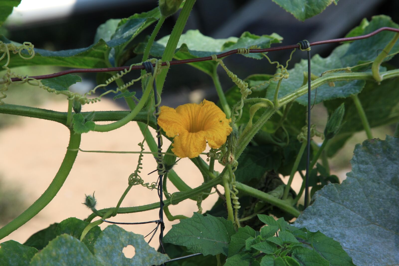 Canon EOS 5D Mark II sample photo. Plant, flower, outside photography