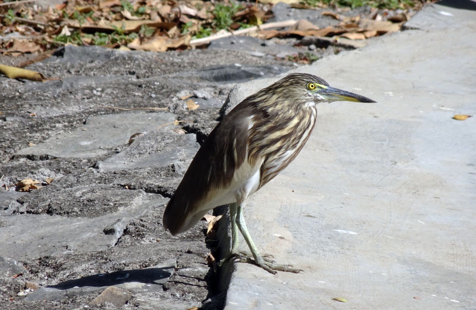 Sony Cyber-shot DSC-HX90V sample photo. Bird, pond heron, indian photography