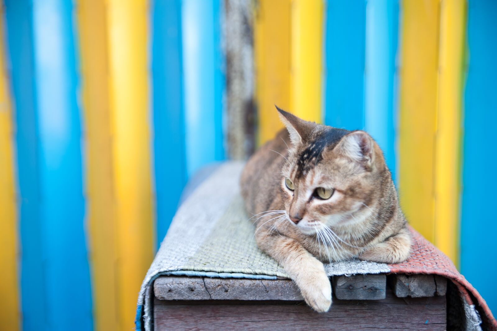 Nikon D700 sample photo. Cat, animal, kitty photography