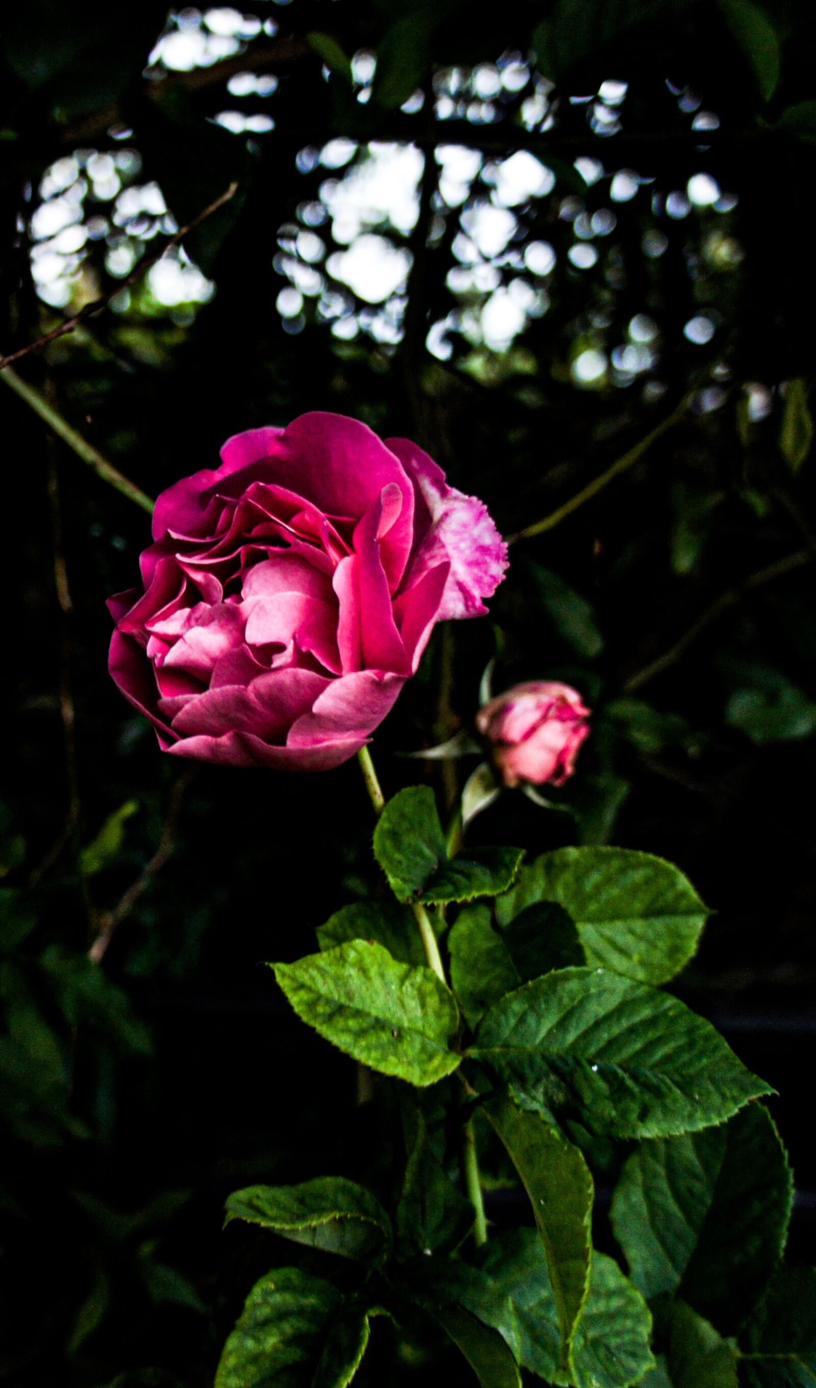 Tamron 18-200mm F3.5-6.3 Di III VC sample photo. Pink, roses, flowers photography