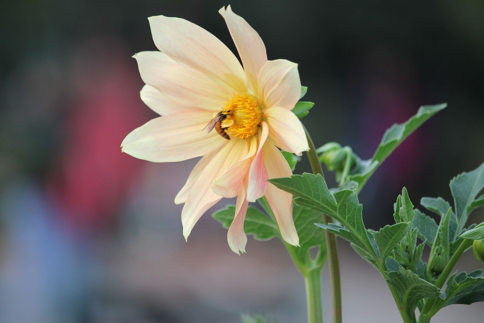 Canon EOS 1100D (EOS Rebel T3 / EOS Kiss X50) sample photo. Bee, flower, insect photography