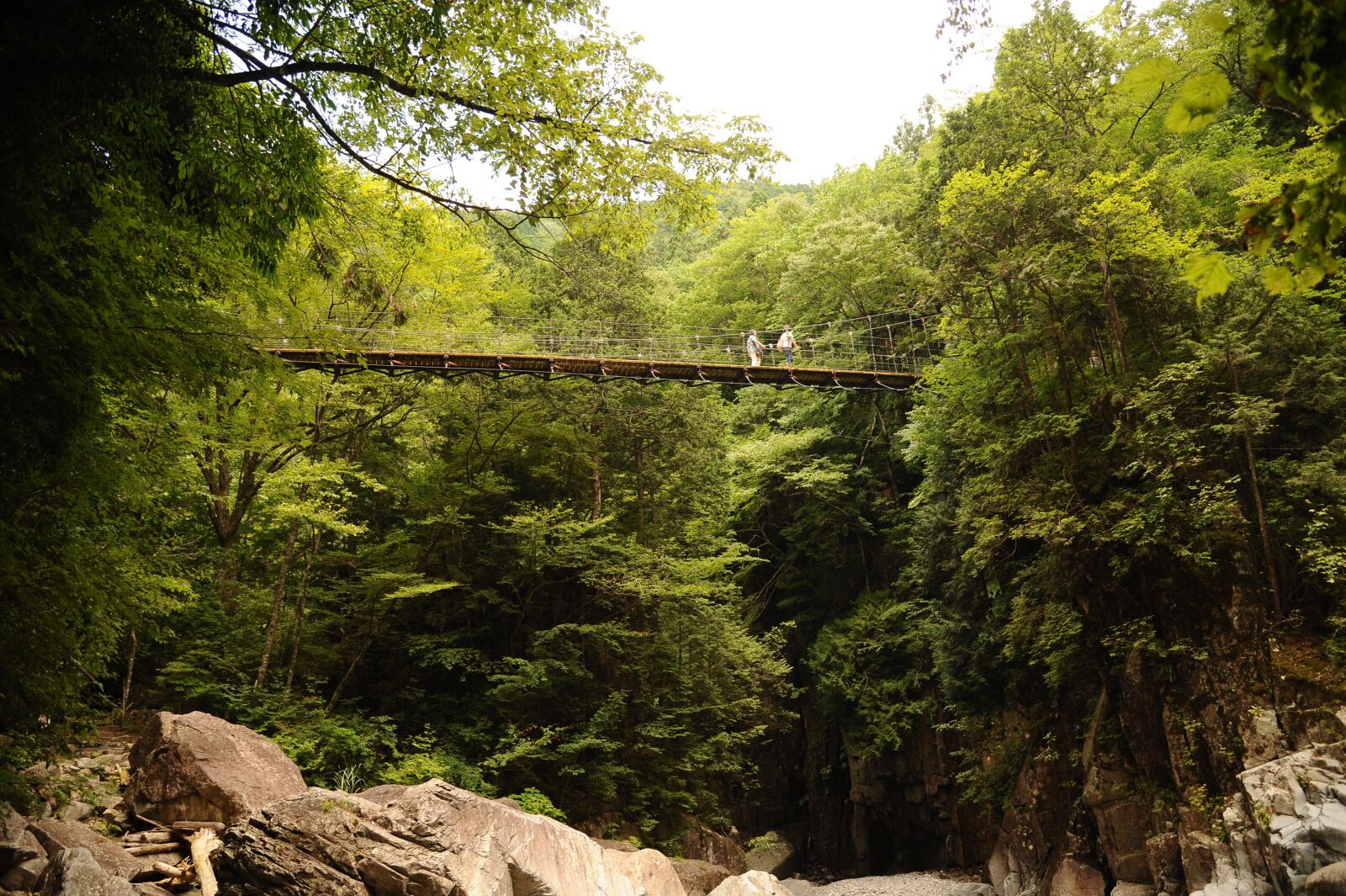Nikon D700 sample photo. Forest, suspension bridge, green photography