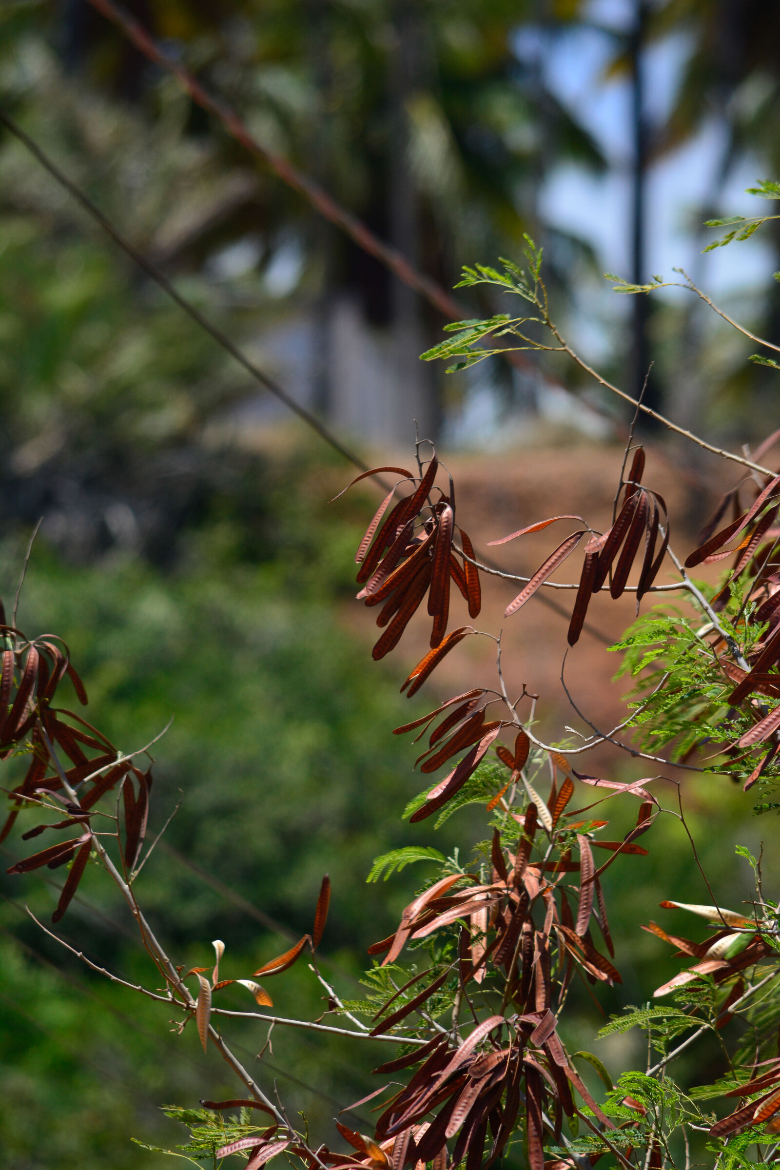 Nikon D5200 sample photo