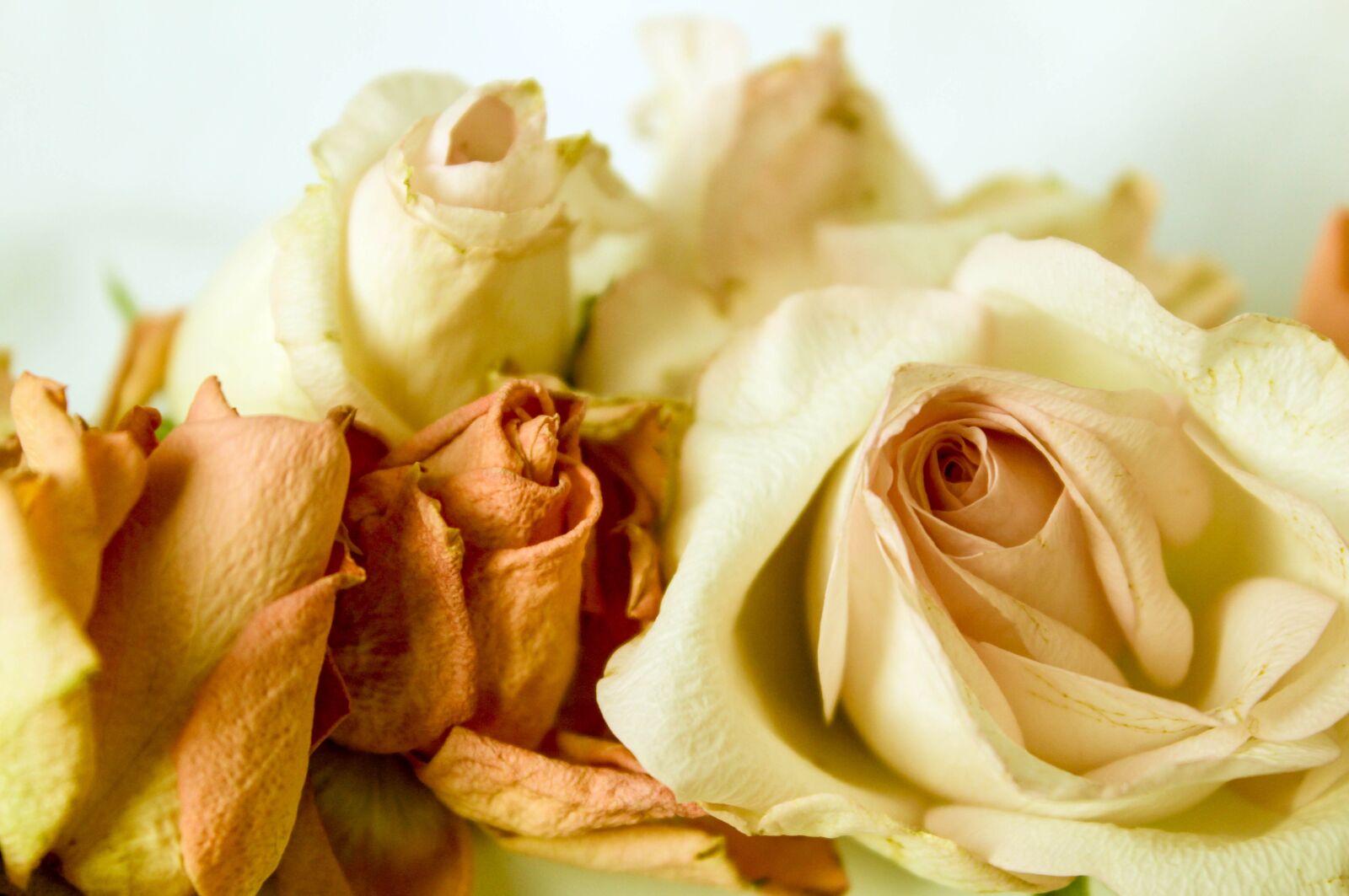 Canon EOS 600D (Rebel EOS T3i / EOS Kiss X5) sample photo. Roses, country-style, vintage photography