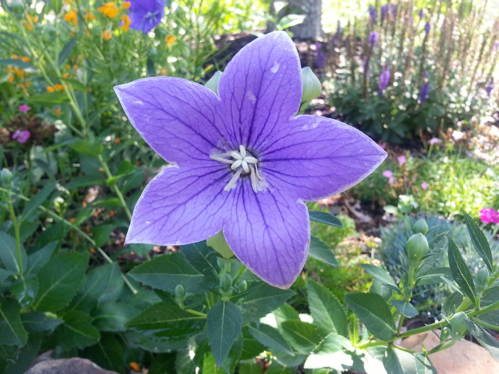 Samsung Galaxy Note2 sample photo. Purple, flowers photography