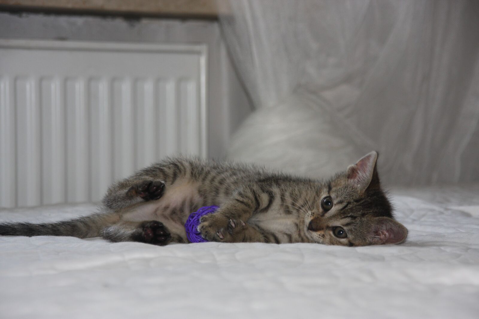 Canon EOS 40D sample photo. Cat, dachowiec, kitten photography