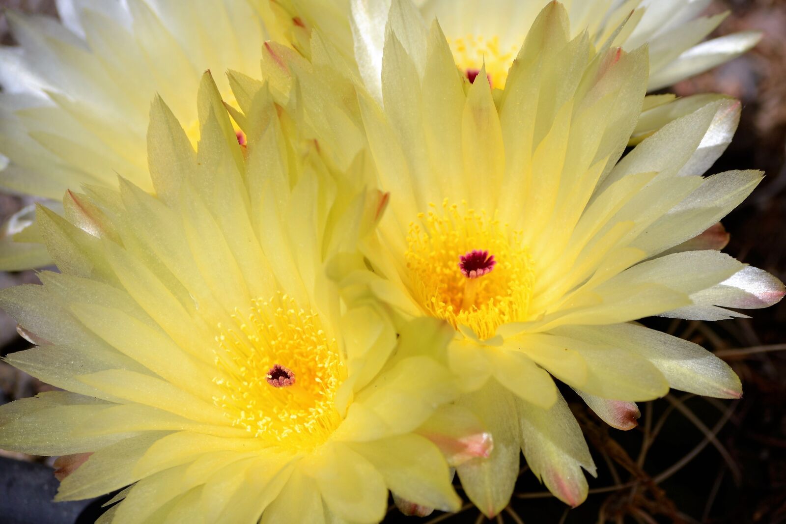 Nikon D3100 sample photo. Cactus, garden, spring photography