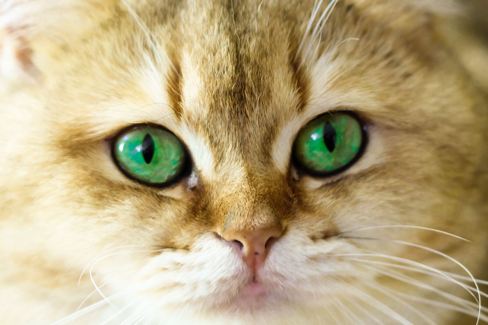 Fujifilm X-T10 sample photo. Charming, looking for, eye photography