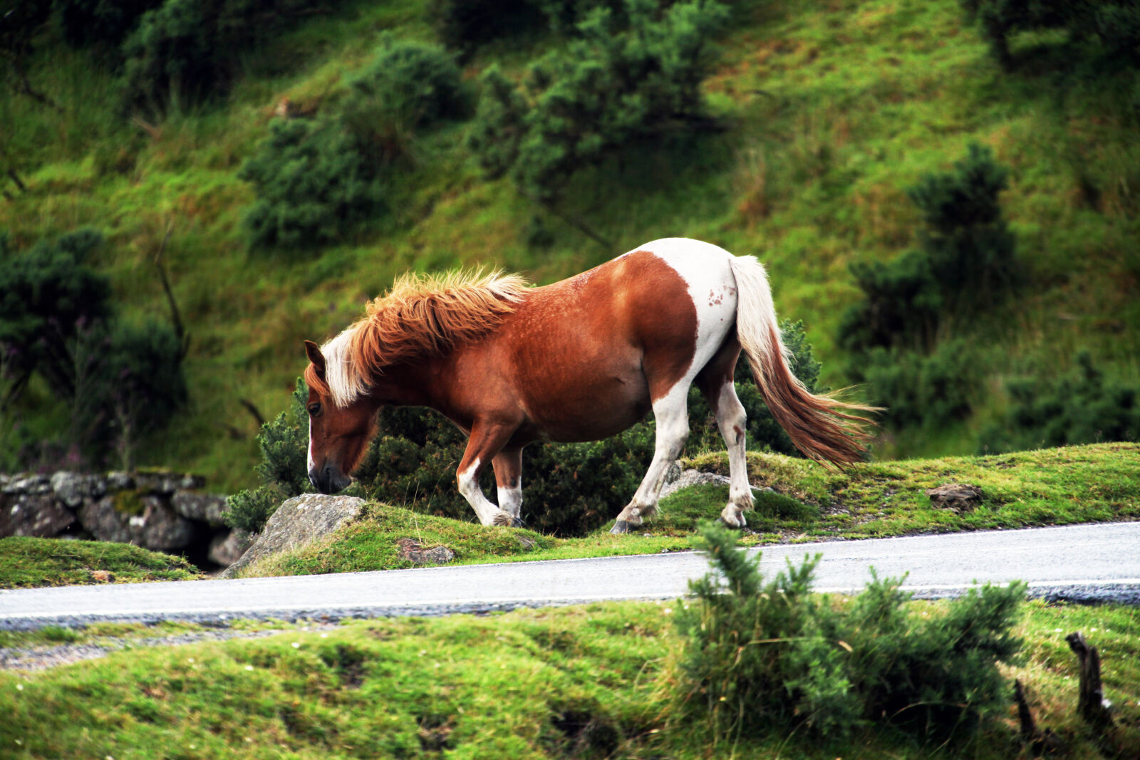 Canon EF 70-200mm F4L USM sample photo. Dartmoor, pony photography
