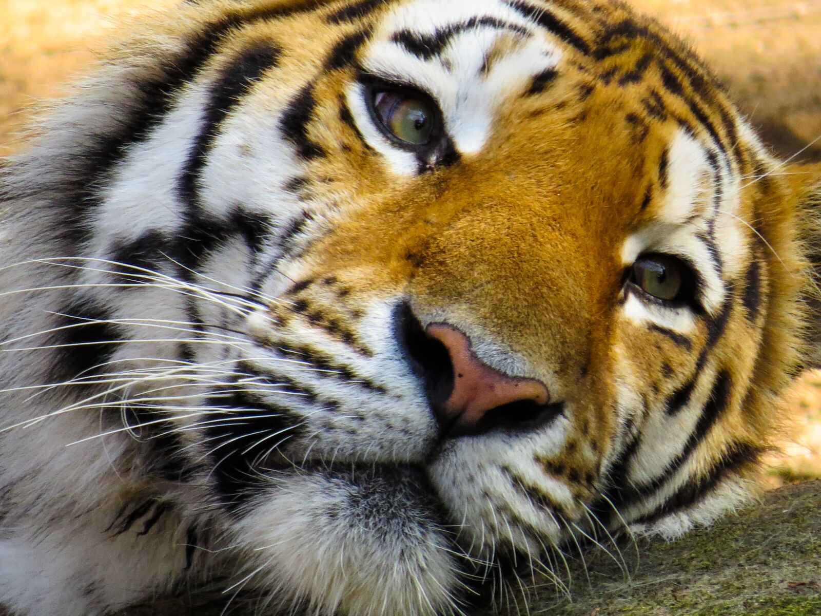 Canon PowerShot SX50 HS sample photo. Animal, tiger, big cat photography