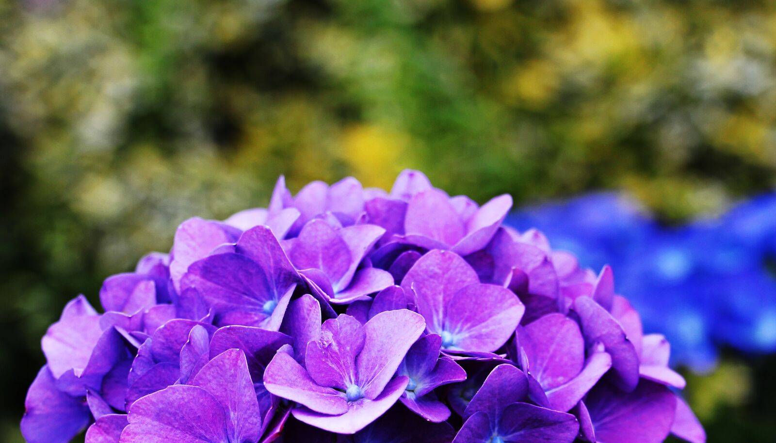 Canon EOS 550D (EOS Rebel T2i / EOS Kiss X4) sample photo. Hydrangea, flower, ornamental flower photography