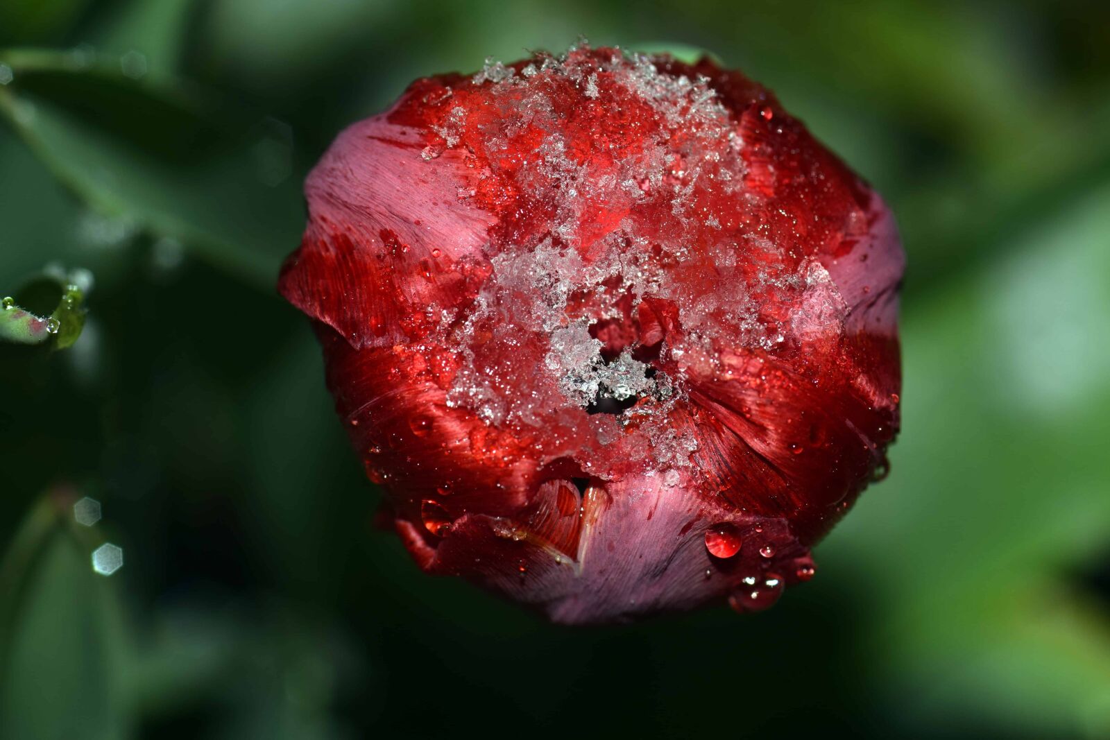 Nikon D3300 sample photo. Green leaf, flower, tulip photography