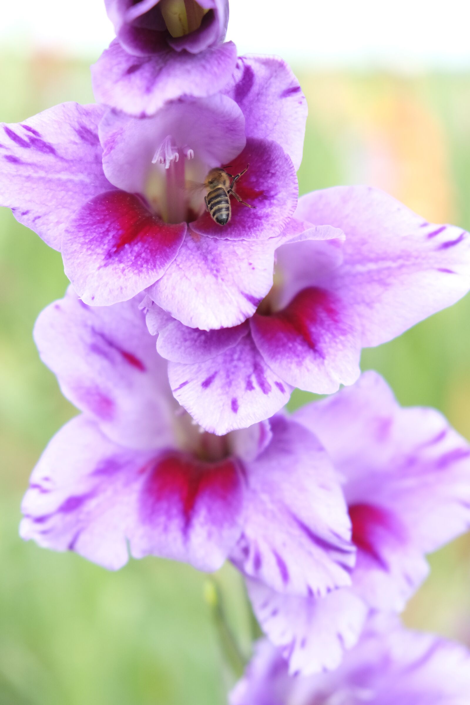 Fujifilm XF 18-55mm F2.8-4 R LM OIS sample photo. Flower, blossom, bloom photography