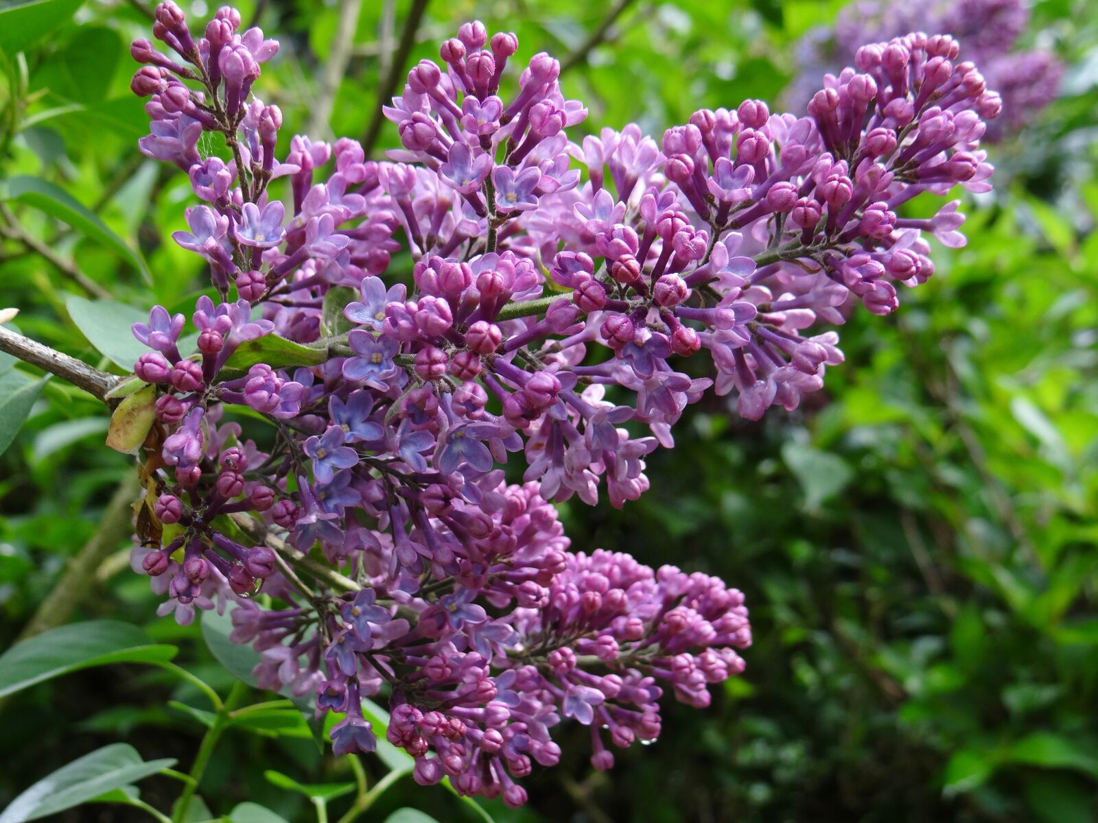 Sony DSC-HX200V sample photo. Lilac, blossom, bloom photography
