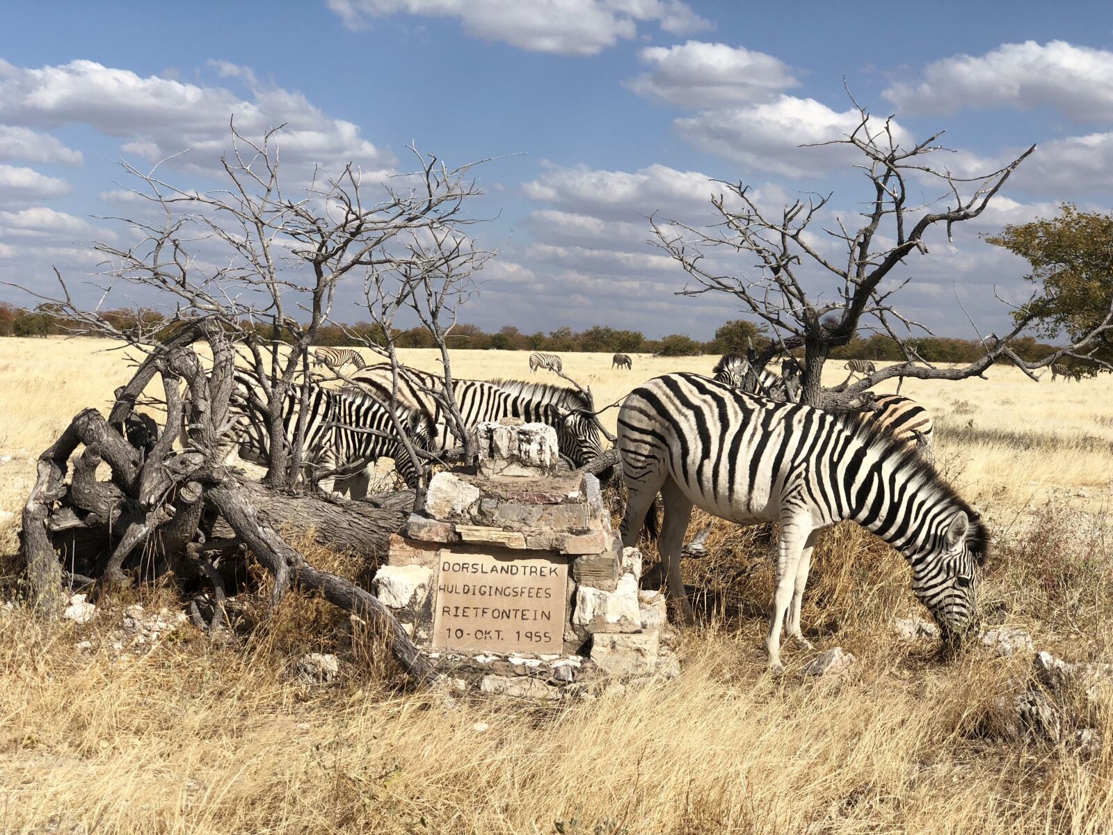 iPhone X back dual camera 6mm f/2.4 sample photo. Etosha, namibia, zebra photography