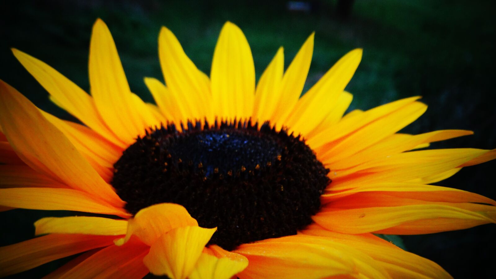 Sony Cyber-shot DSC-HX300 sample photo. Sun flower, flower, summer photography